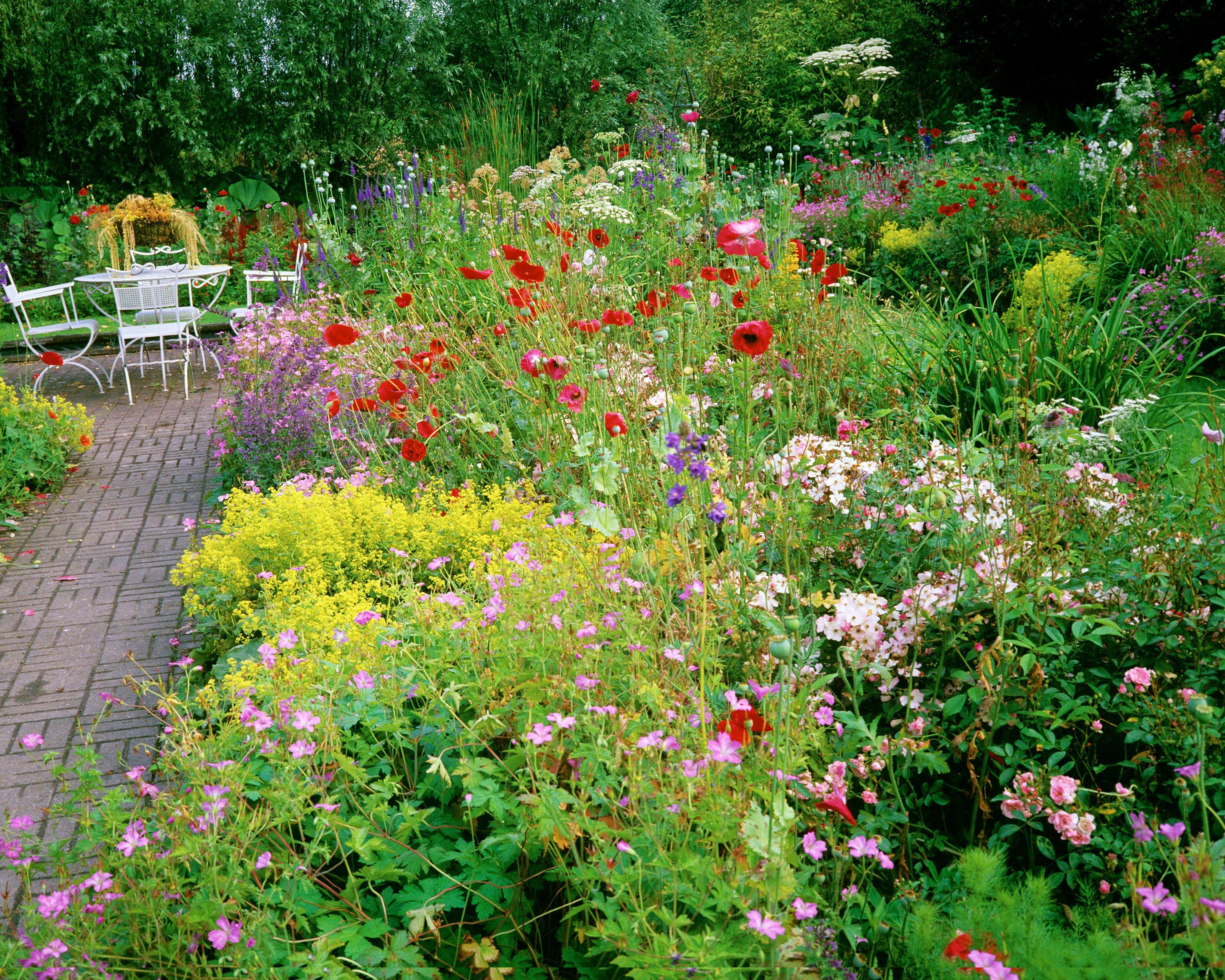 Geranium 'Wargrave Pink' - Image 3