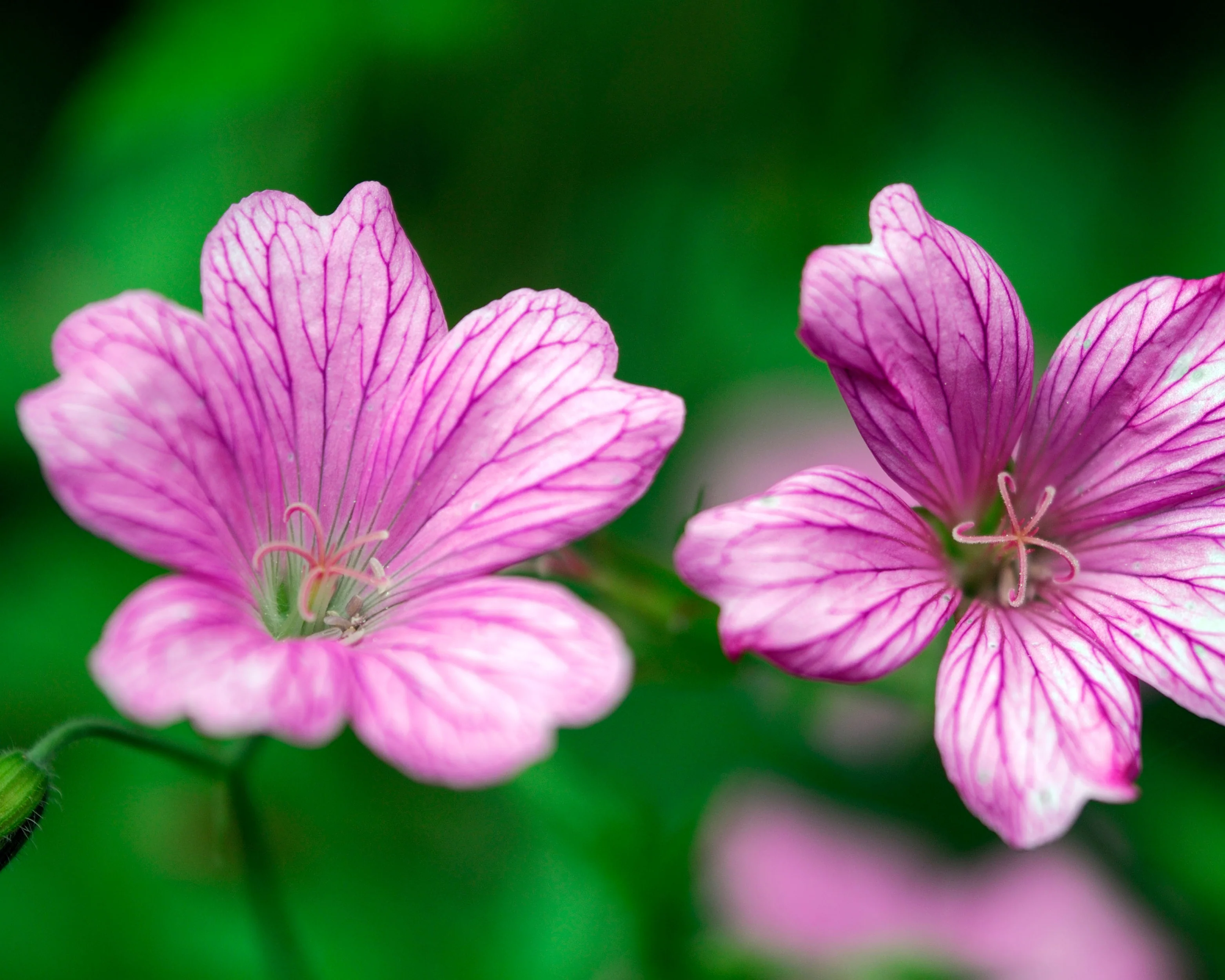 Geranium 'Wargrave Pink' - Image 7