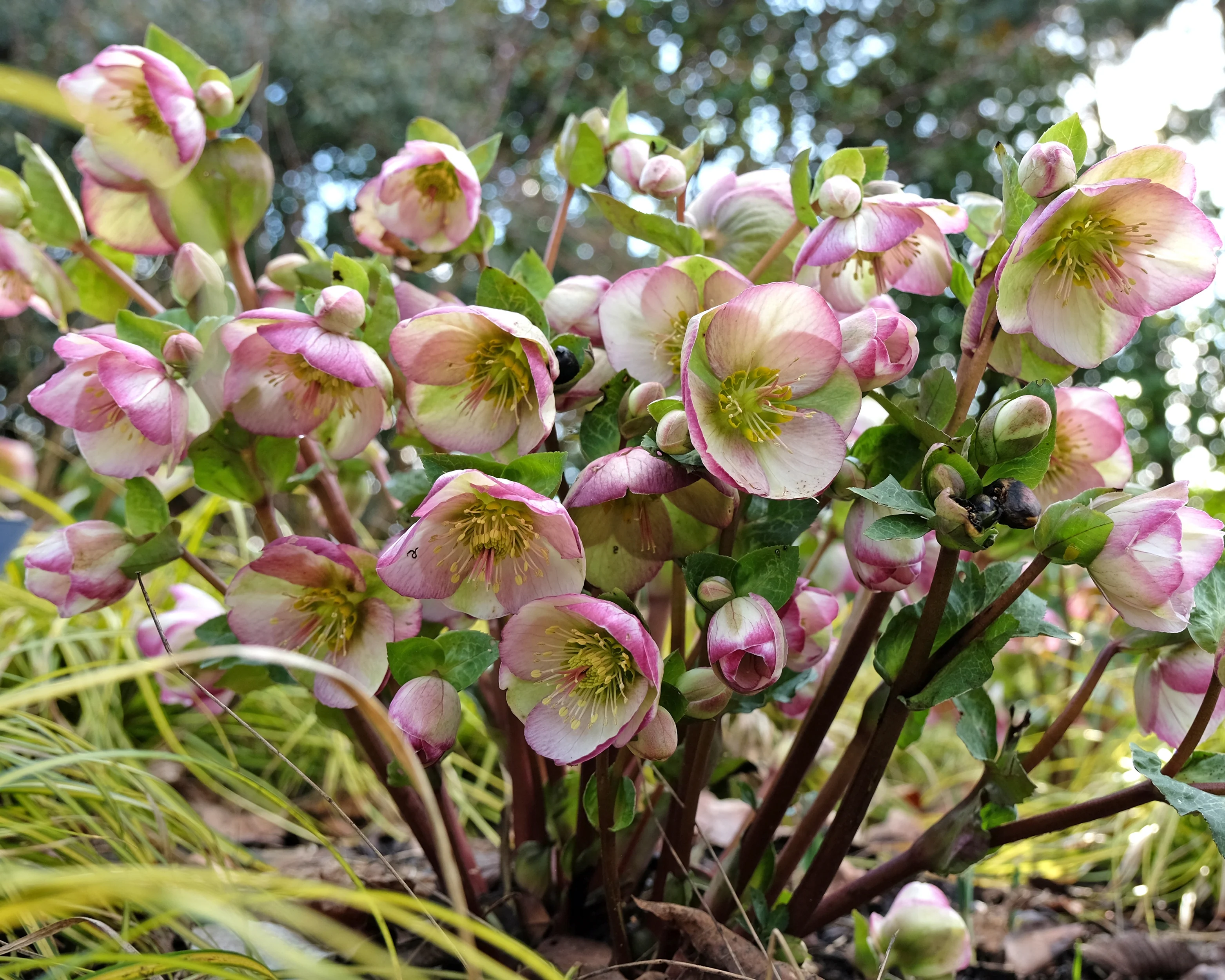 Helleborus 'Glenda's Gloss' - Image 5