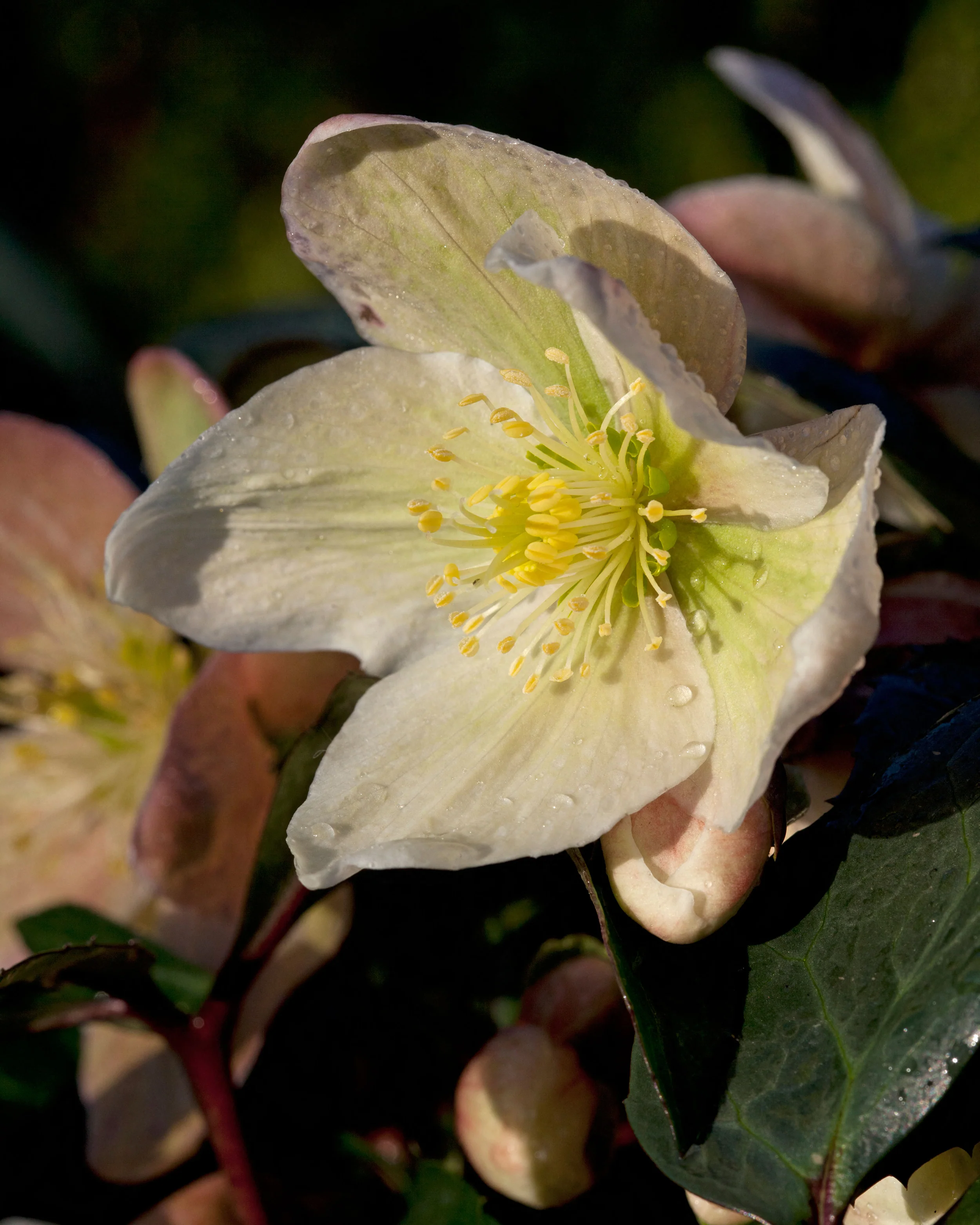Helleborus 'Winter Sunshine' - Image 4