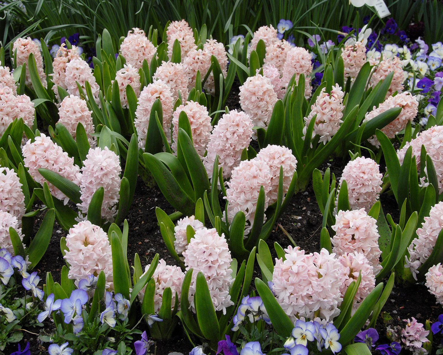 Hyacinth 'China Pink' - Image 2