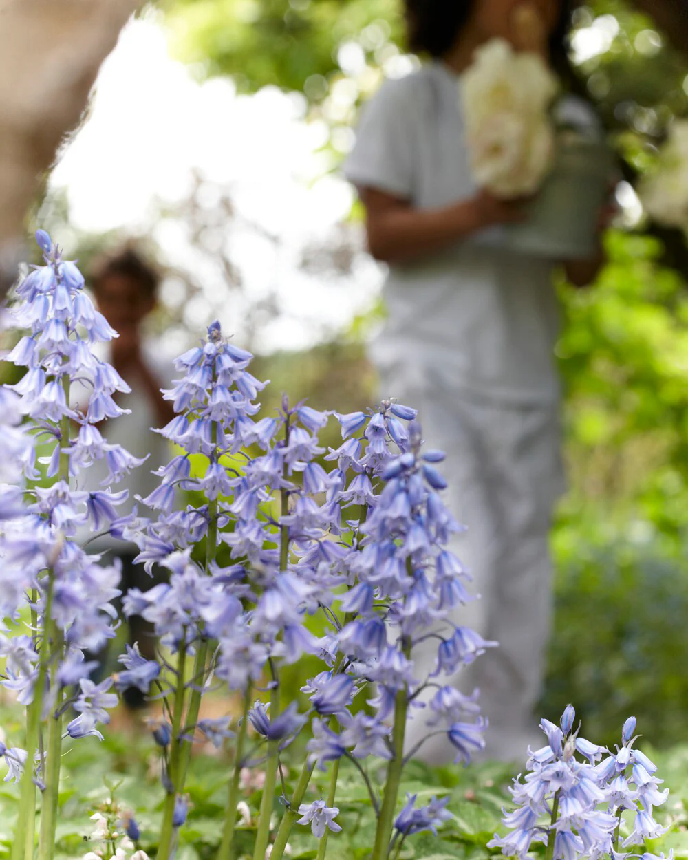 Hyacinthoides hispanica - Image 4