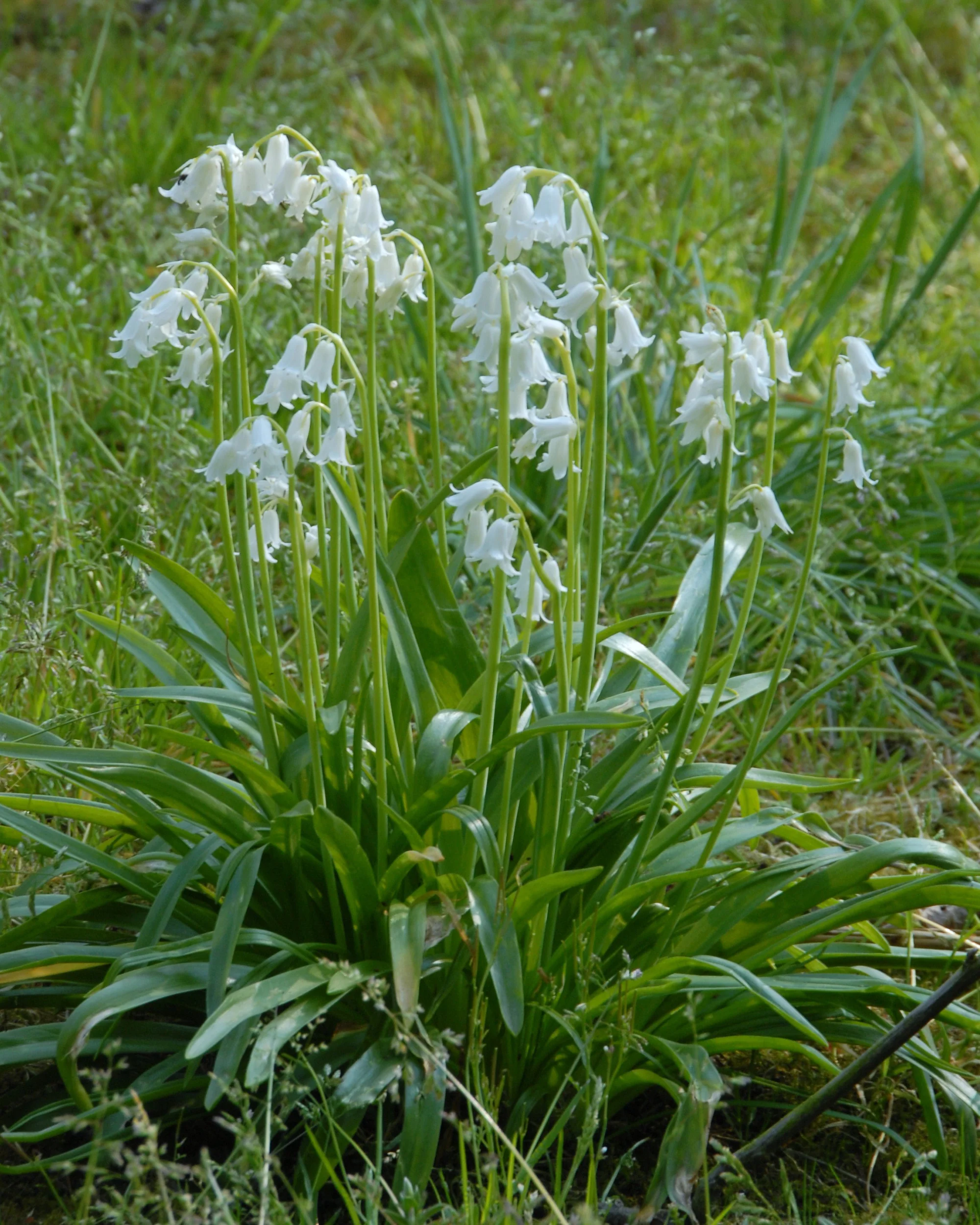 Hyacinthoides non-scripta 'Alba' - Image 3