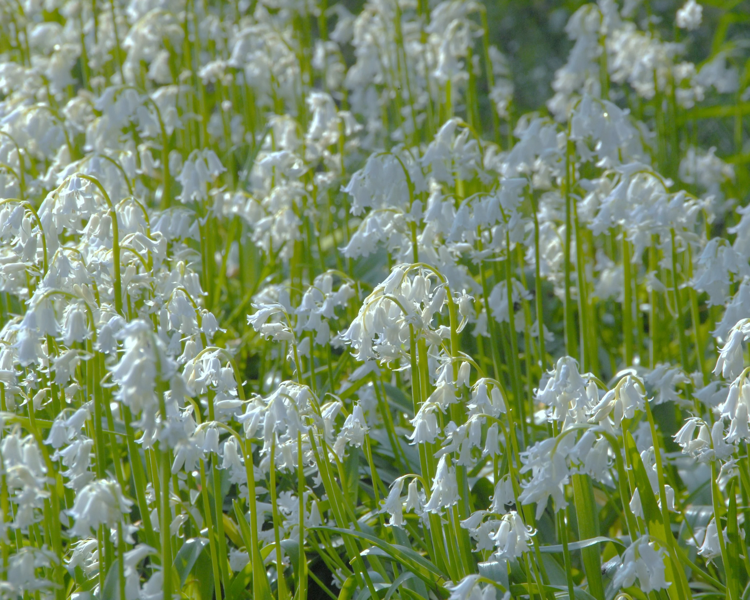 Hyacinthoides non-scripta 'Alba' - Image 4