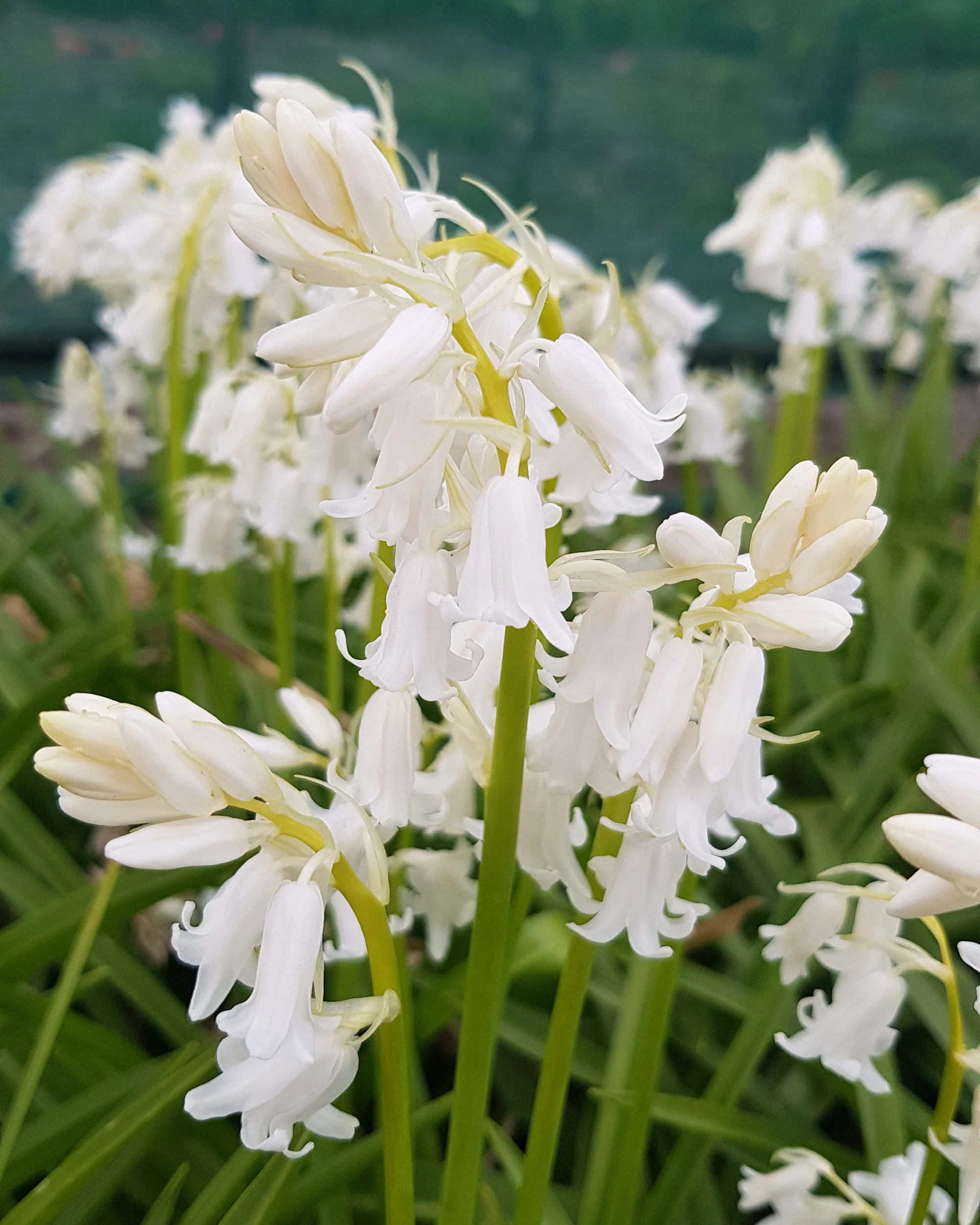 Hyacinthoides non-scripta 'Alba' - Image 5