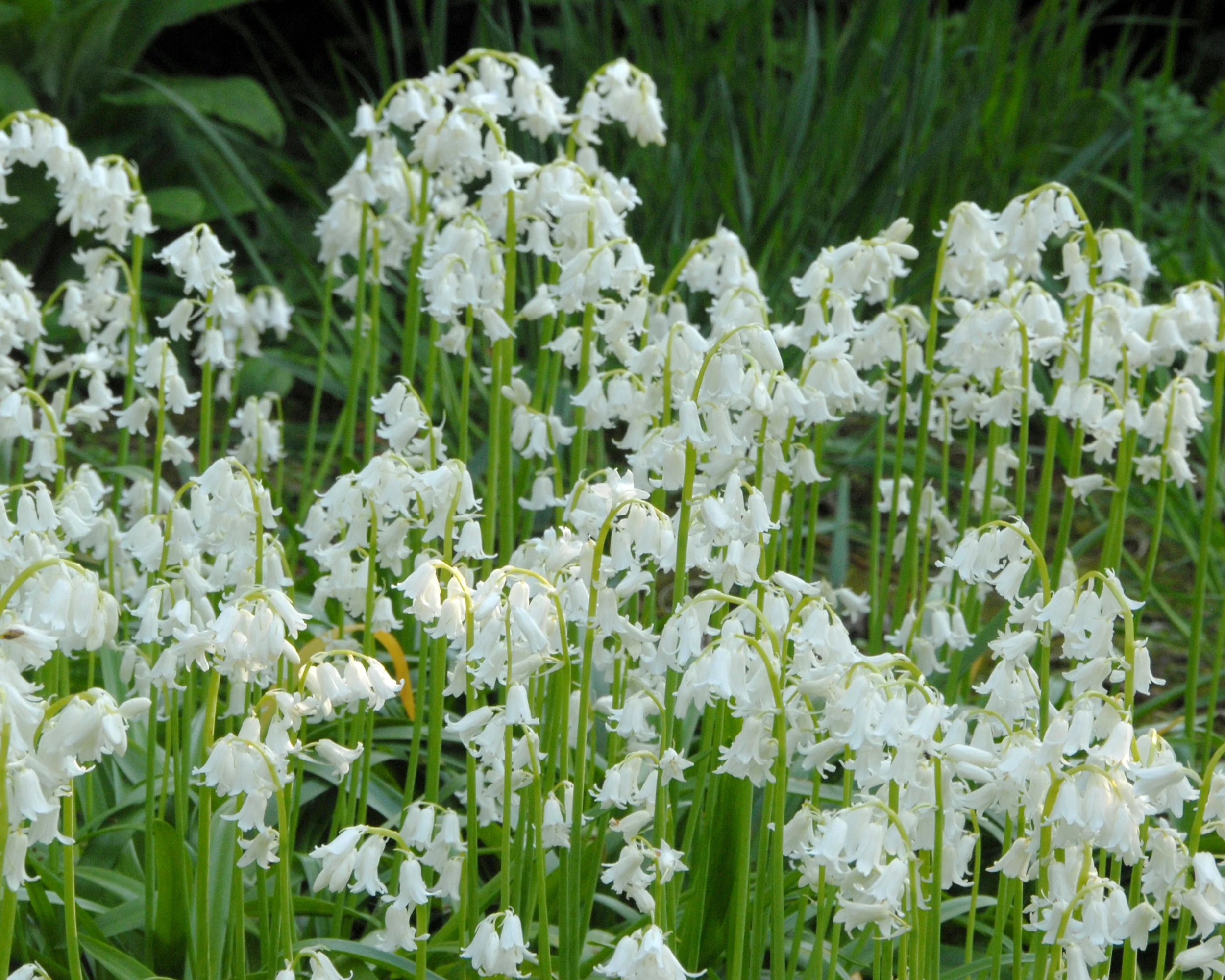 Hyacinthoides non-scripta 'Alba' - Image 6