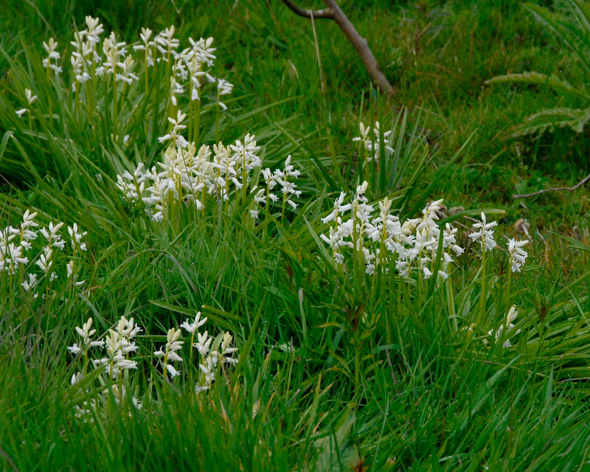 Hyacinthoides non-scripta 'Alba' - Image 8