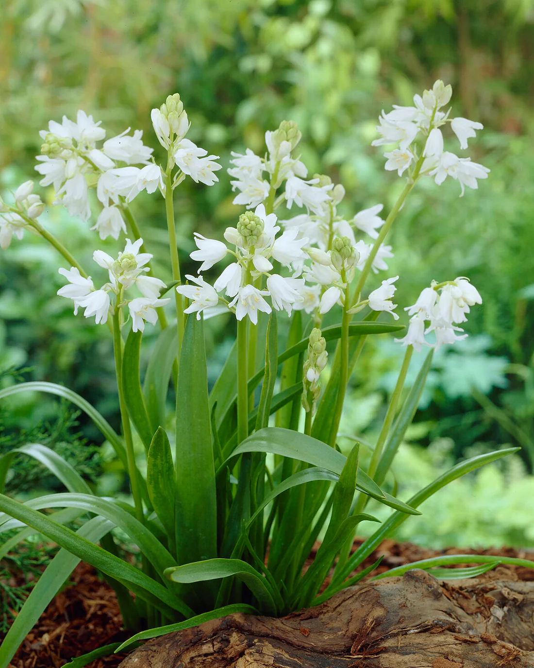 Hyacinthoides non-scripta 'Alba' - Image 9