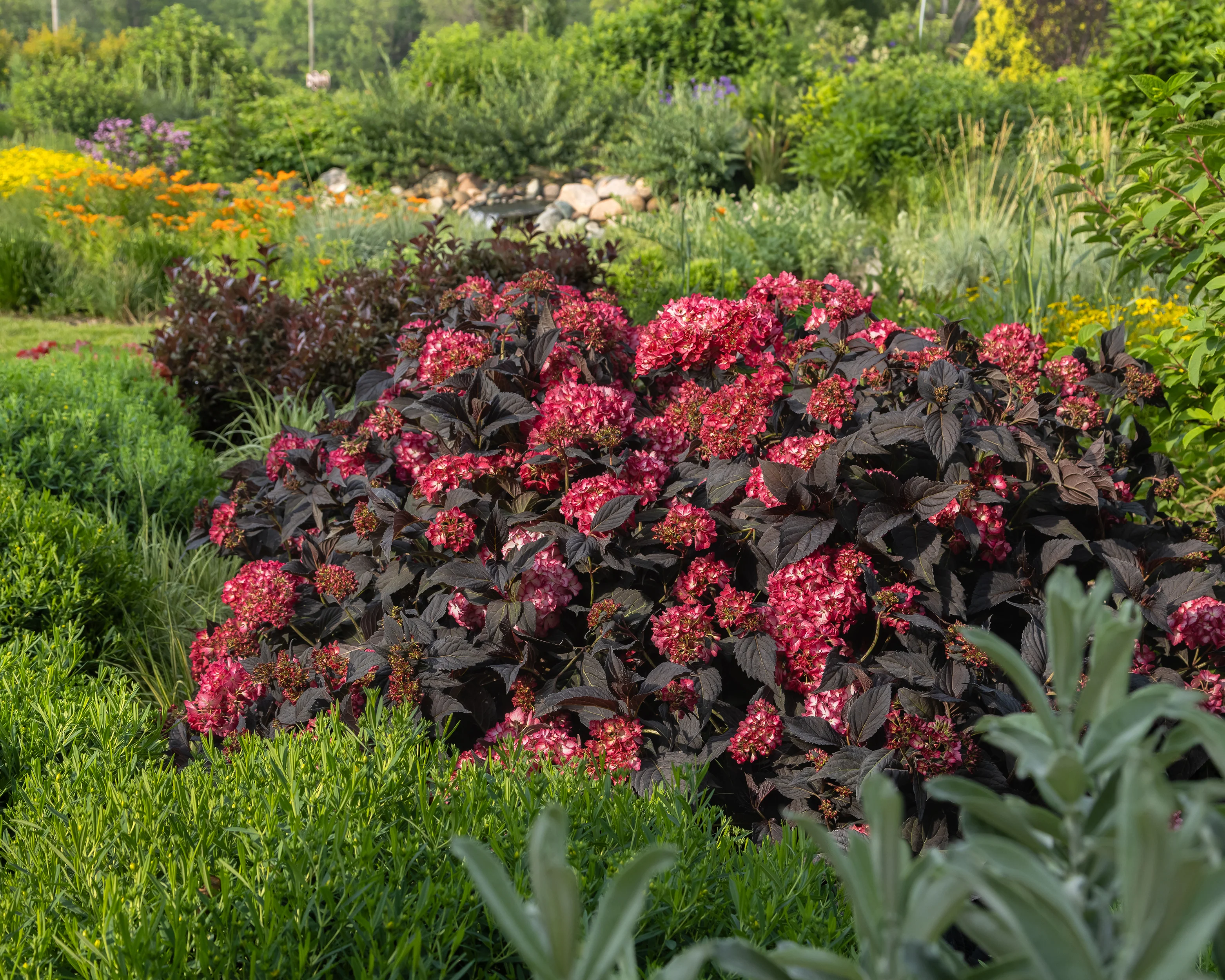 Hydrangea 'Eclipse' - Image 4