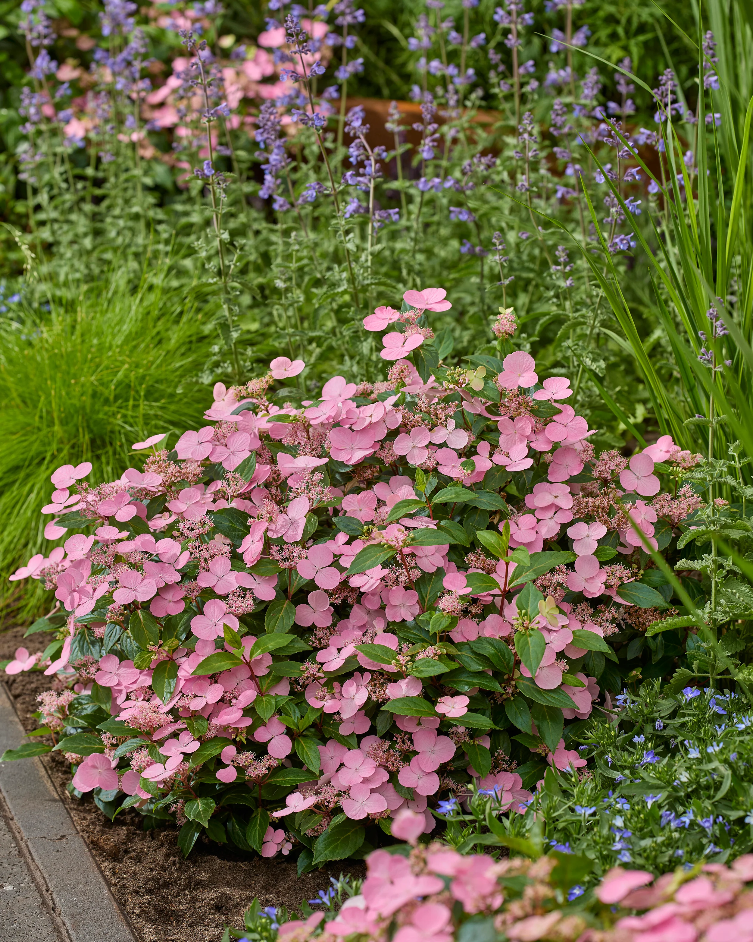 Hydrangea 'First Love Pink' - Image 3