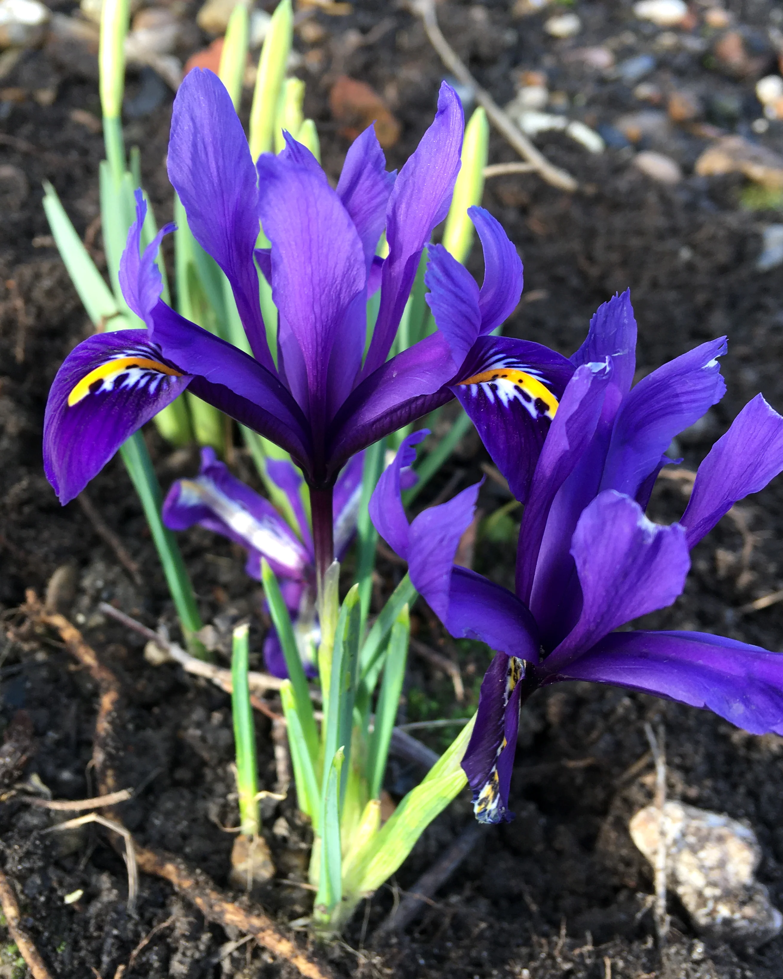 Iris reticulata