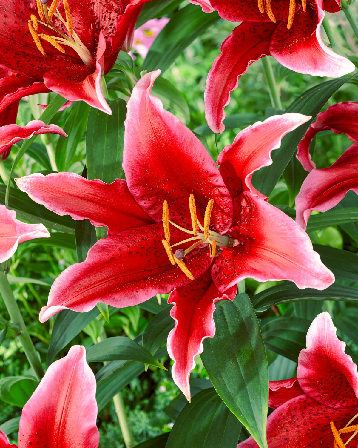 Lily 'Red Flash'