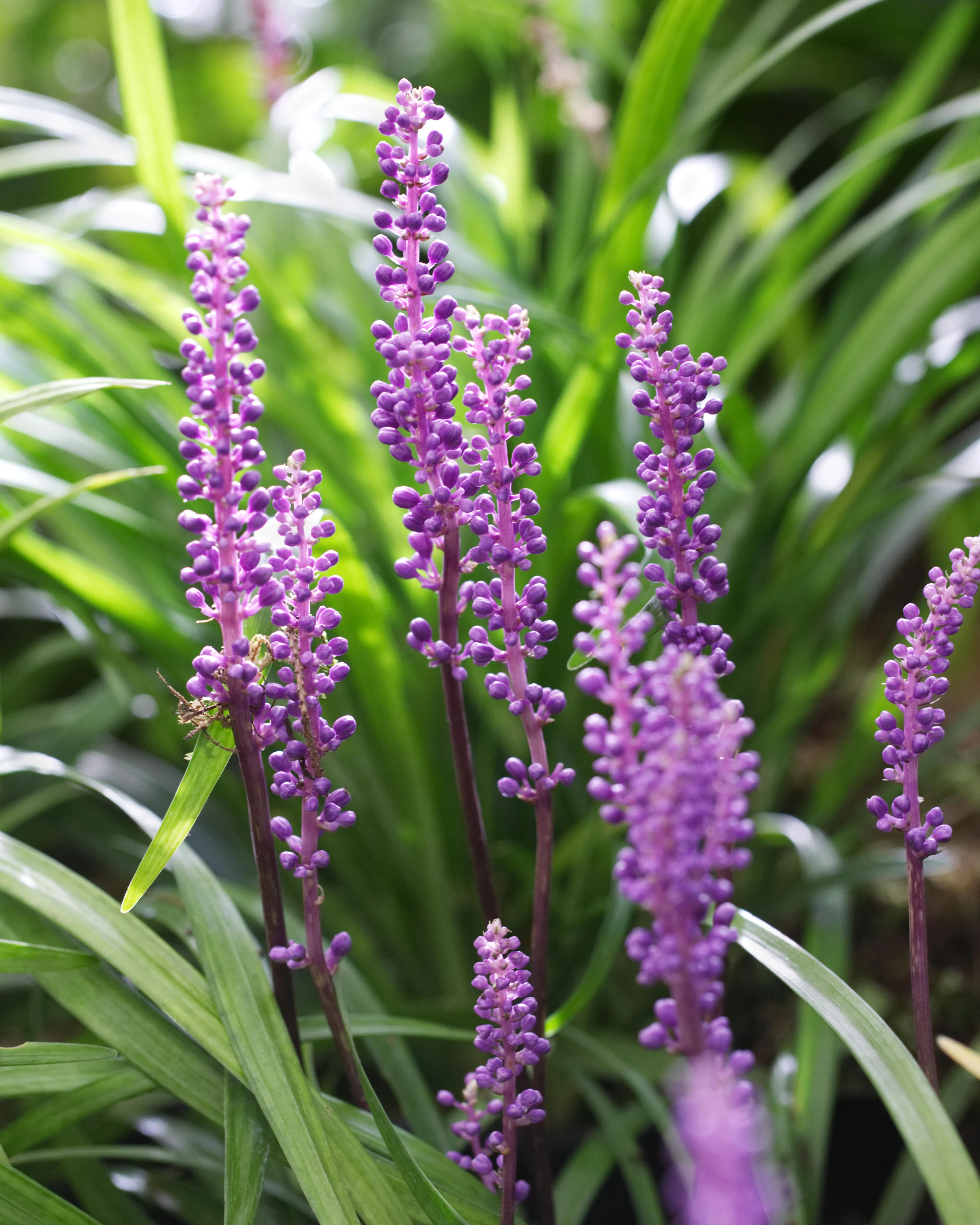 Liriope 'Royal Purple'