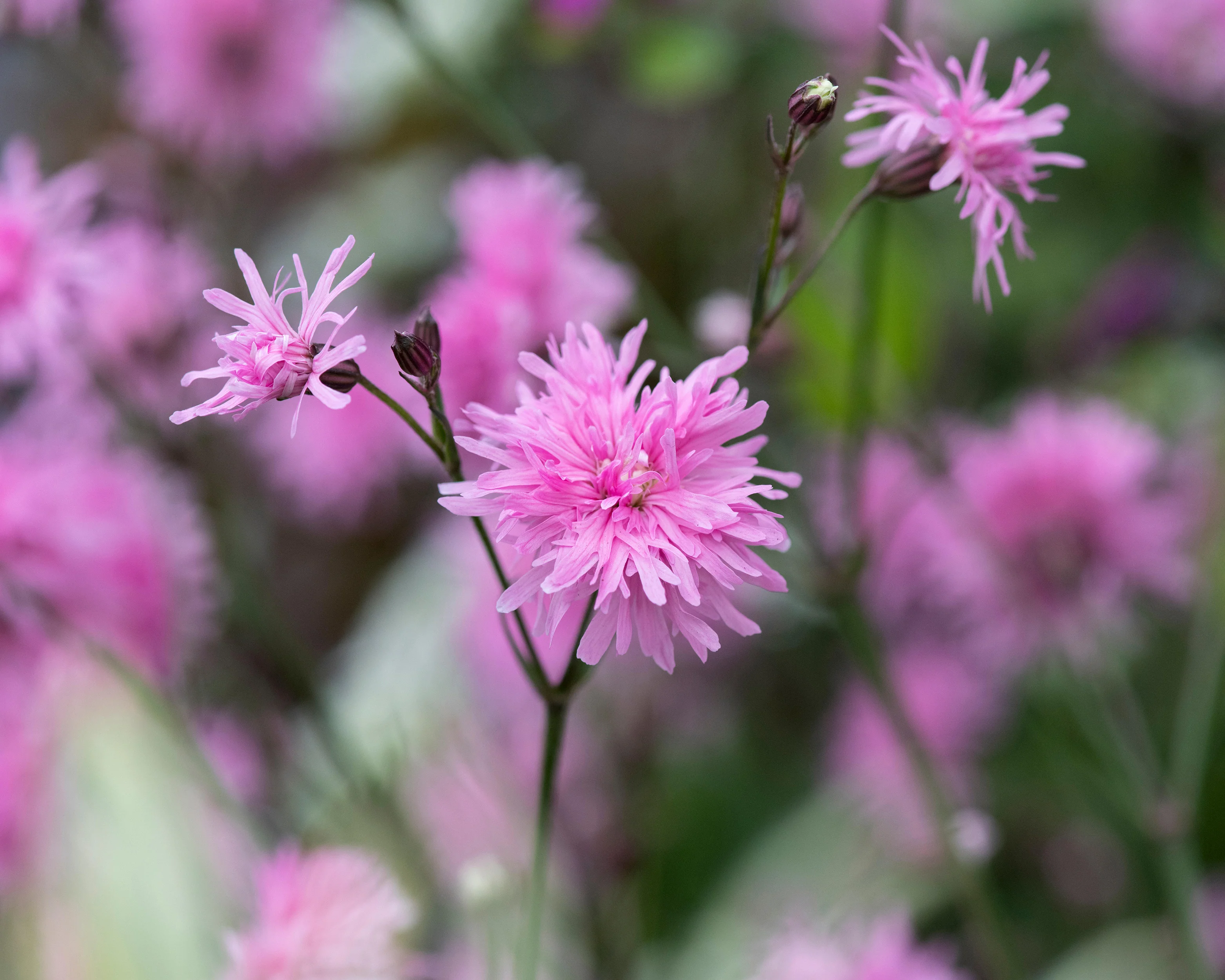 Silene 'Petite Jenny' - Image 7