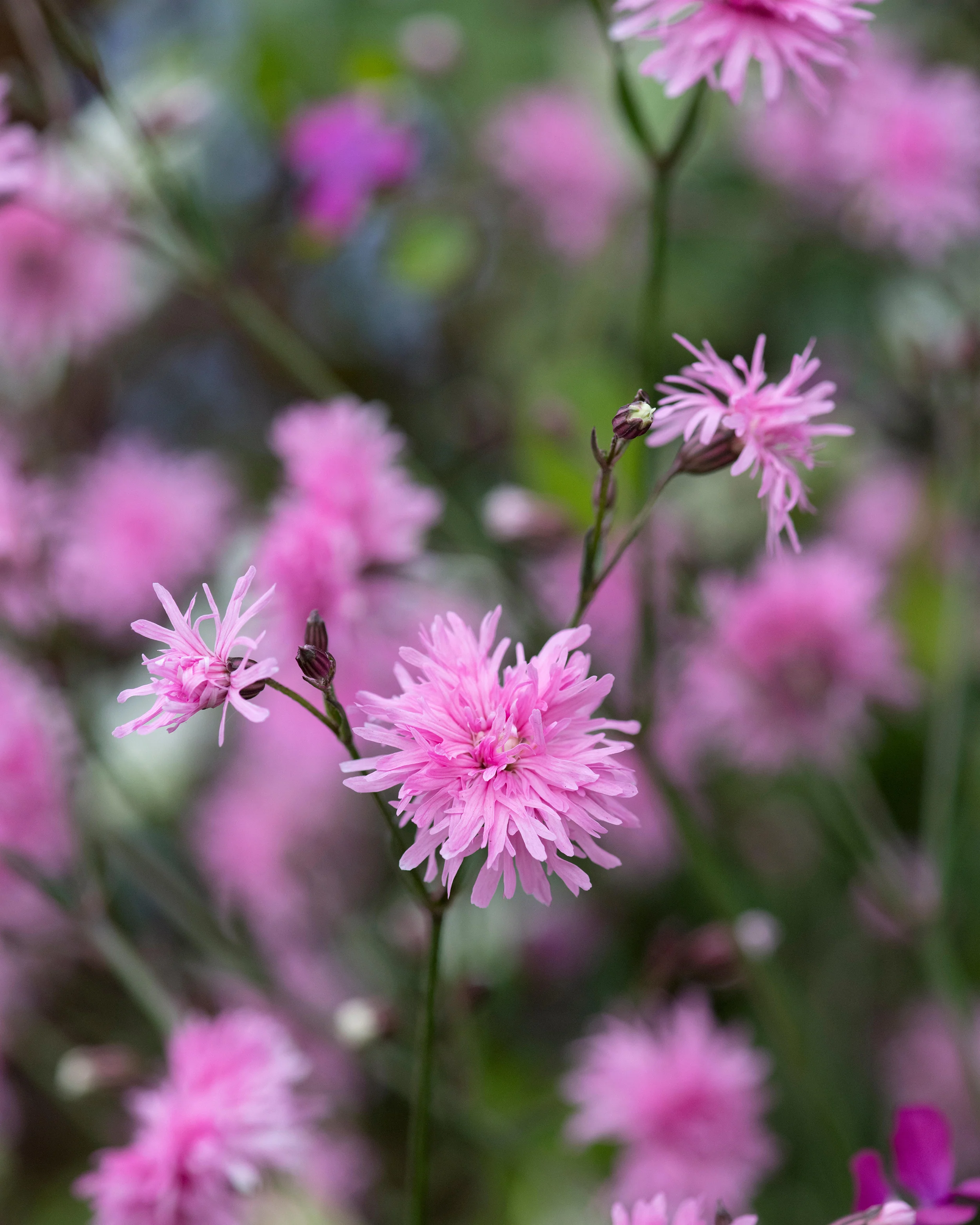 Silene 'Petite Jenny' - Image 9