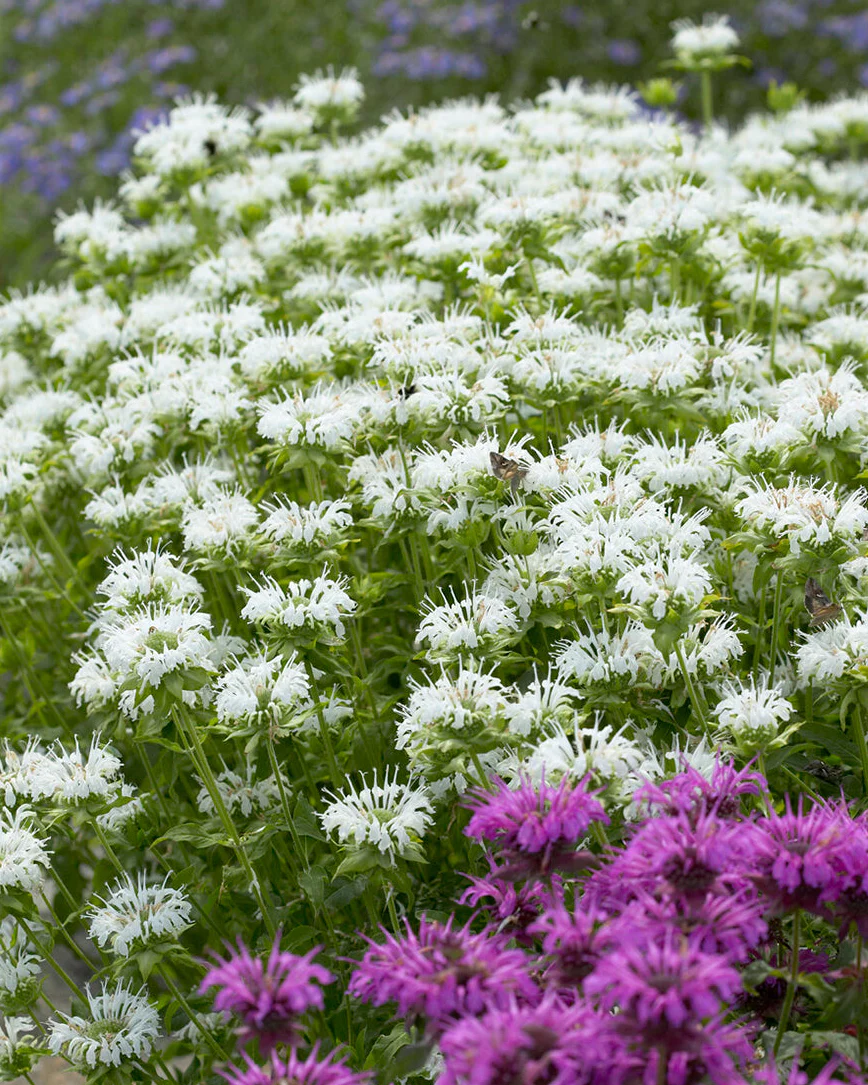 Monarda 'Schneewittchen'