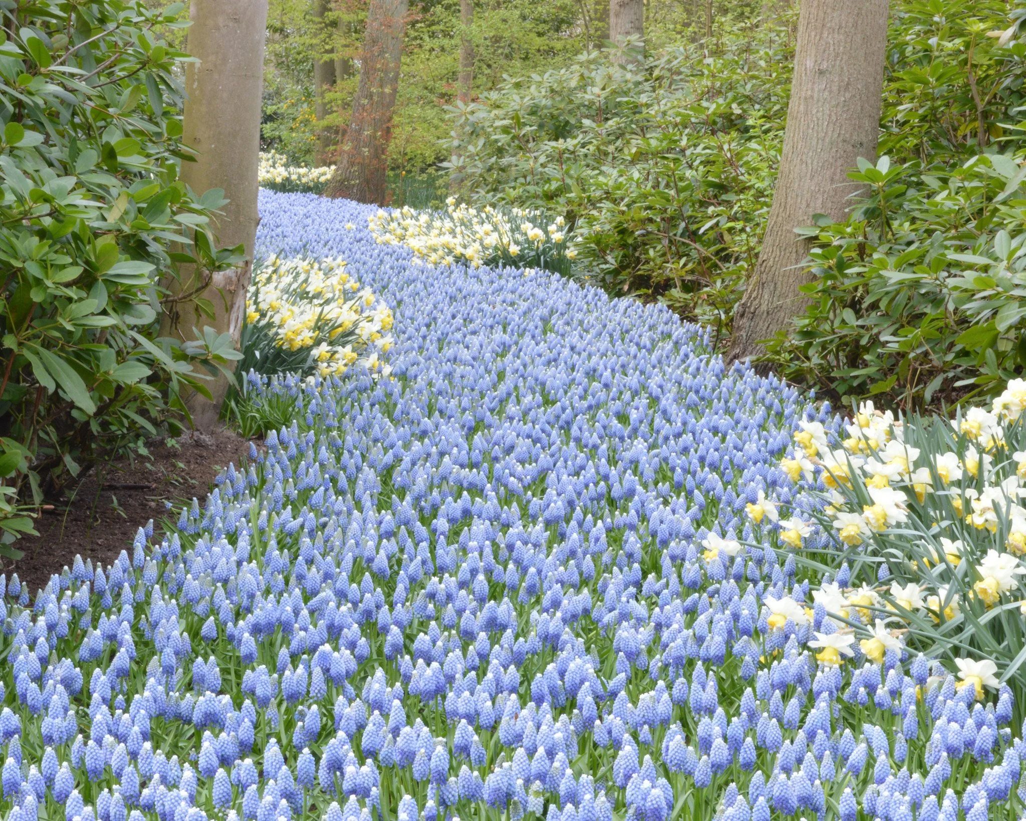 Muscari 'Mount Hood' - Image 2