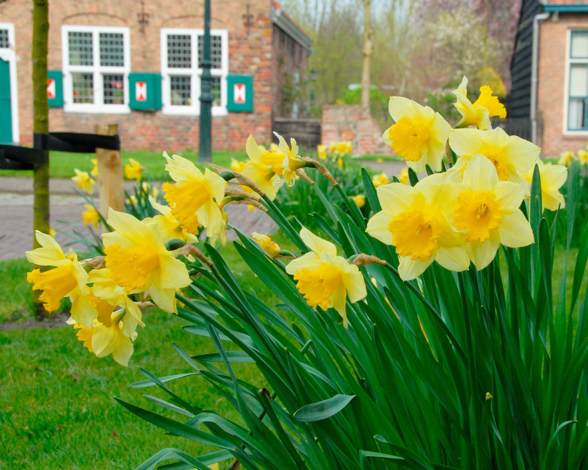 Narcissus 'Carlton' - Image 2
