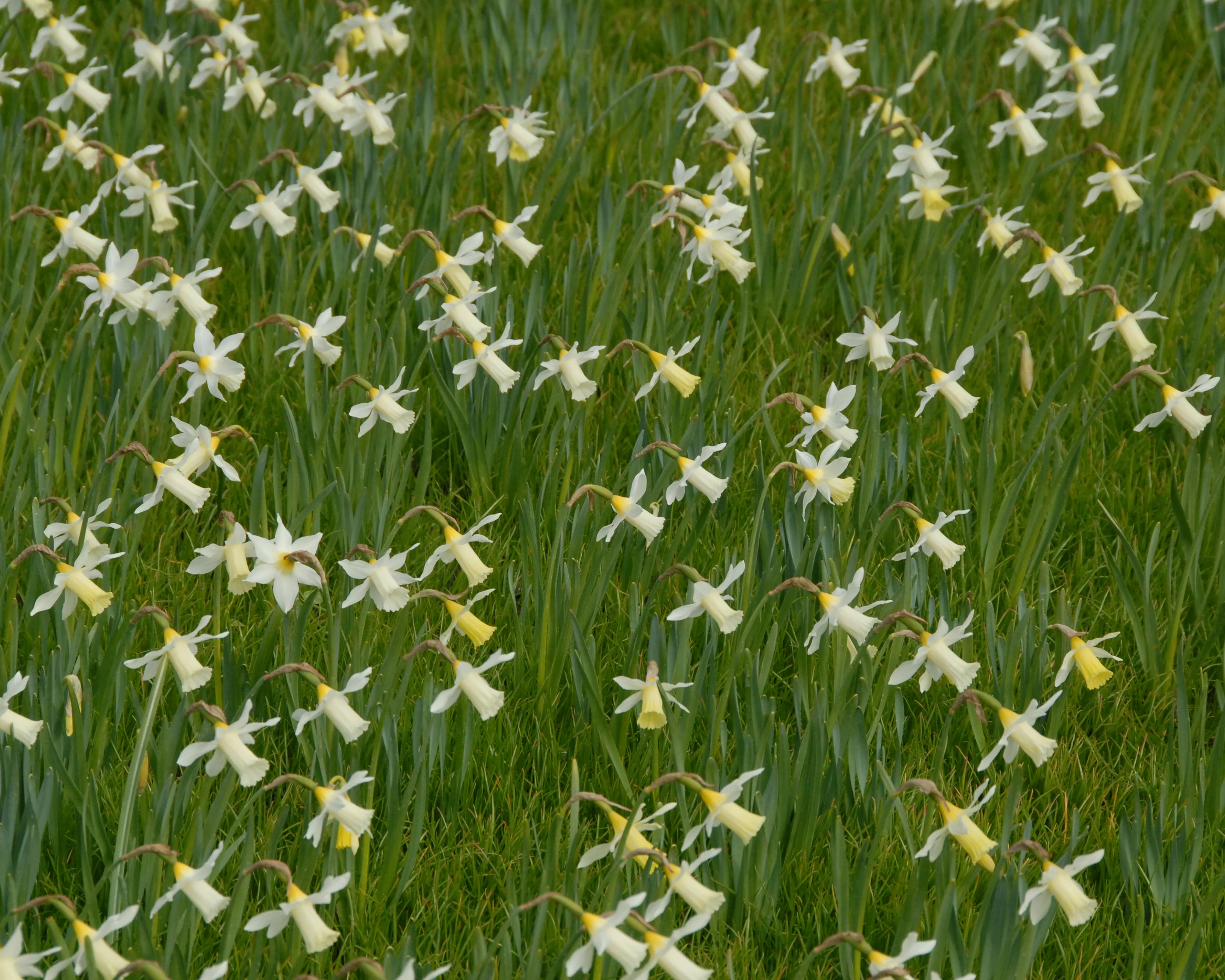 Narcissus 'Elka' - Image 4