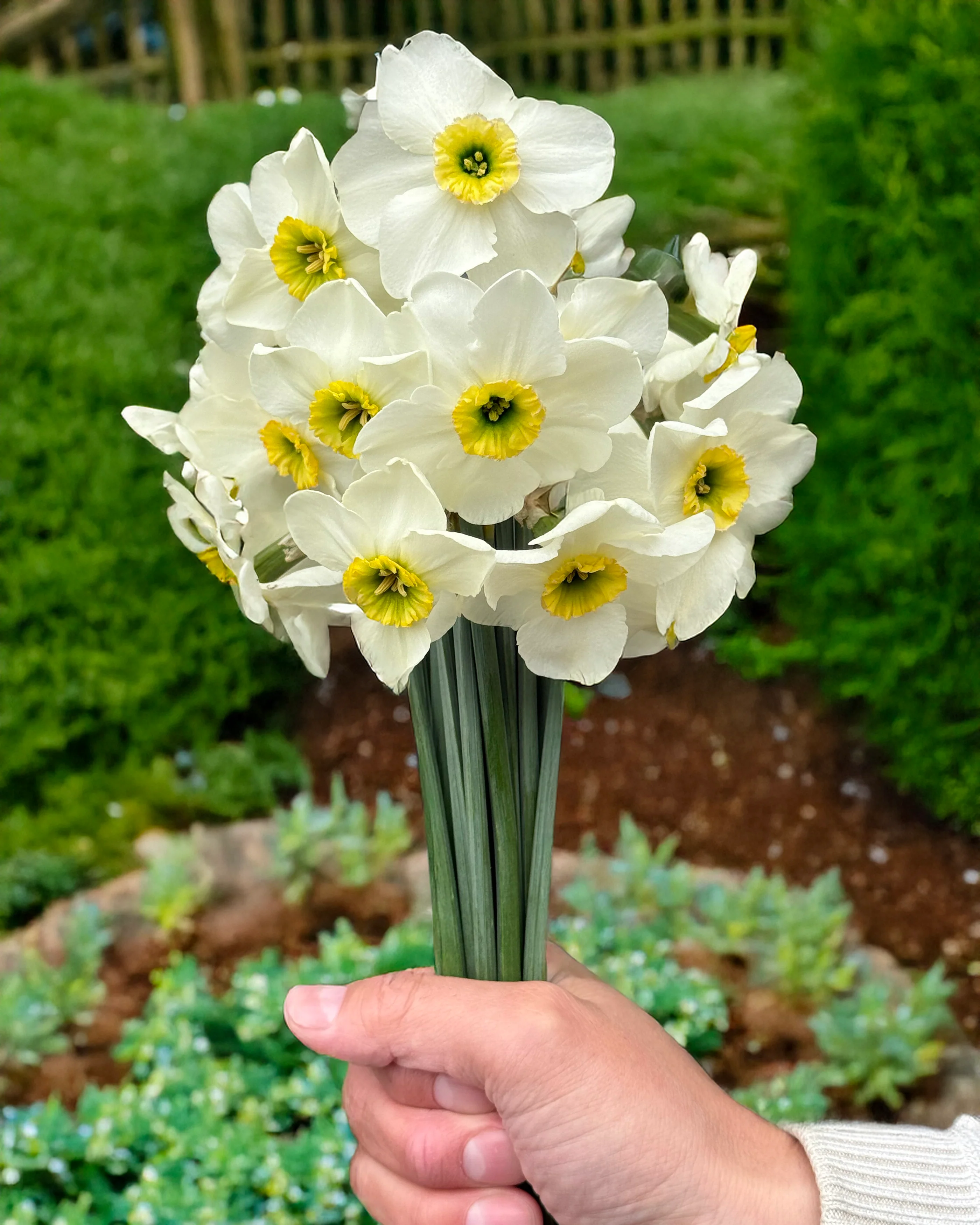 Narcissus 'Gracy's Green' - Image 3