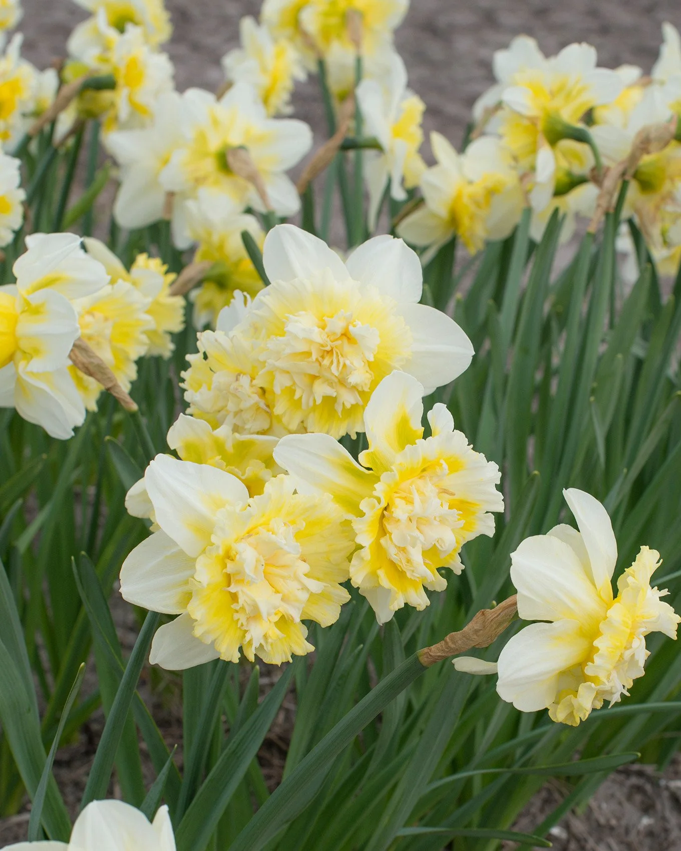 Narcissus 'Ice King'