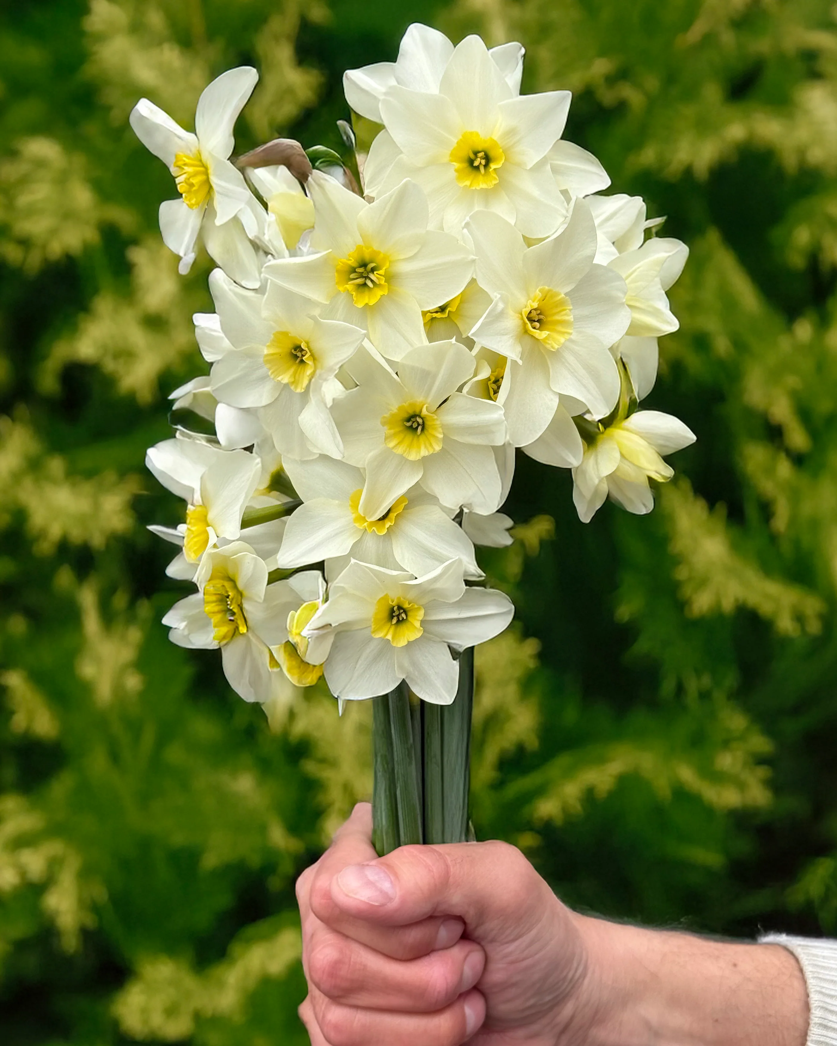 Narcissus 'Lieke' - Image 2