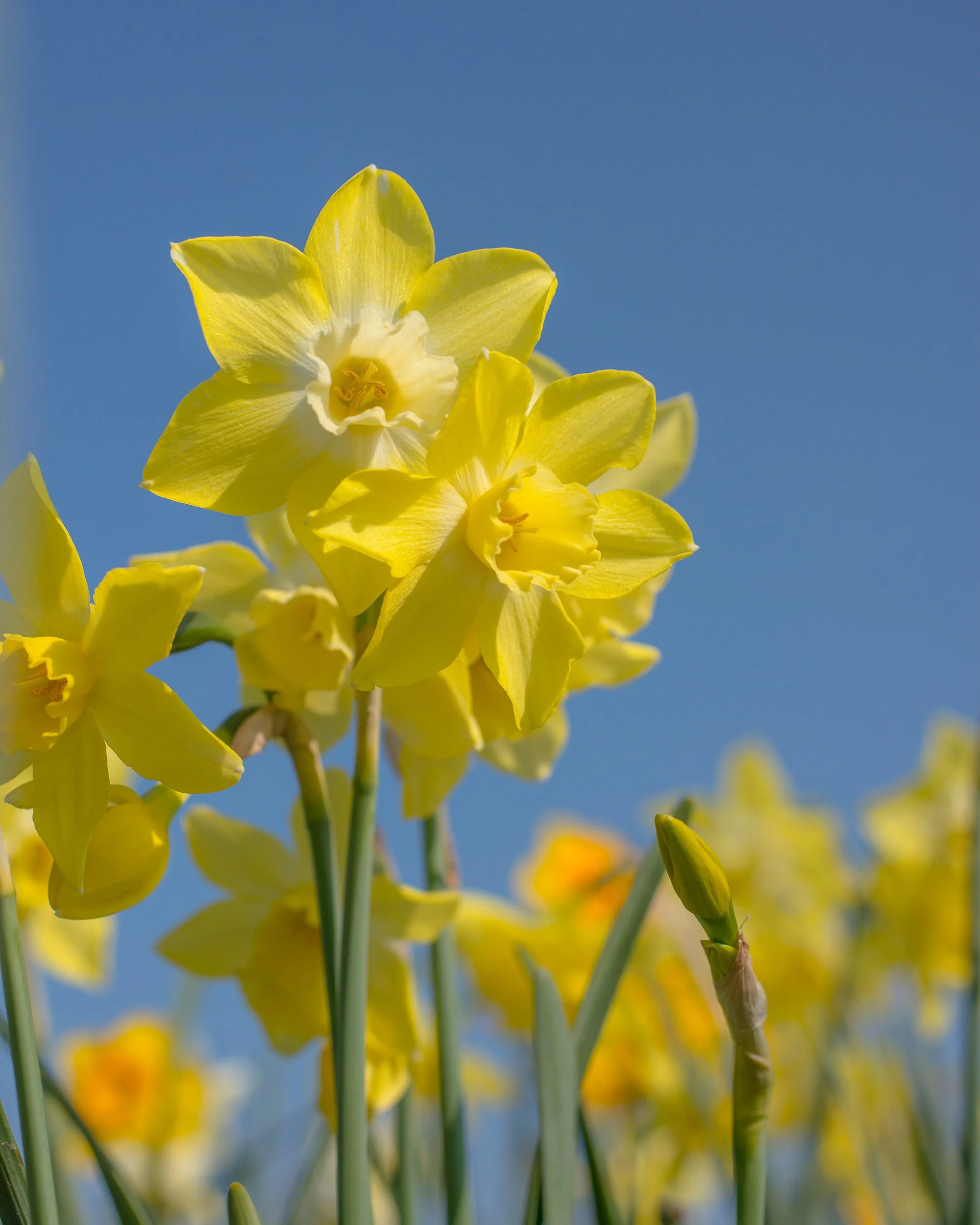 Narcissus 'Pipit' - Image 3