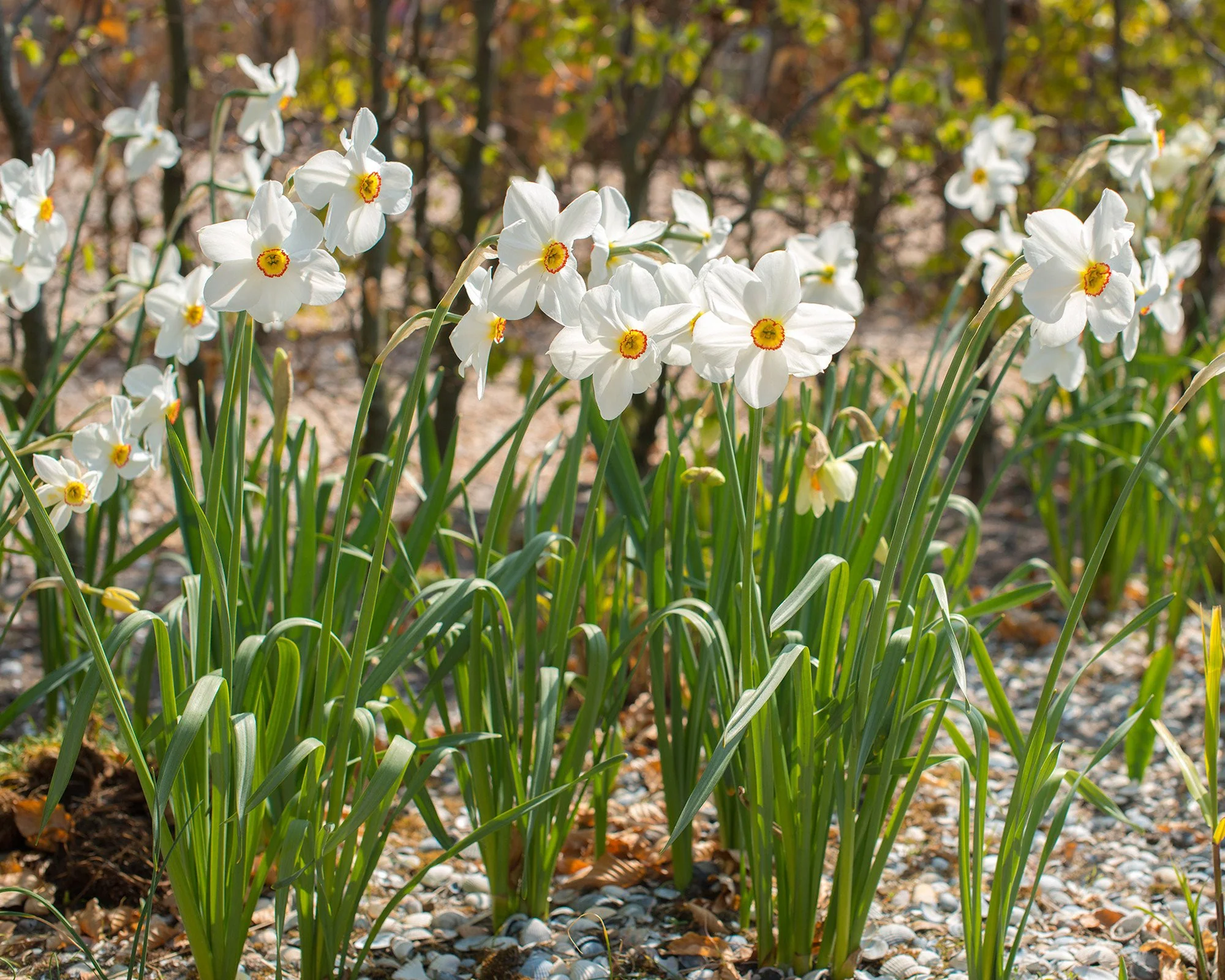 Narcissus 'Pheasant's Eye' - Image 2