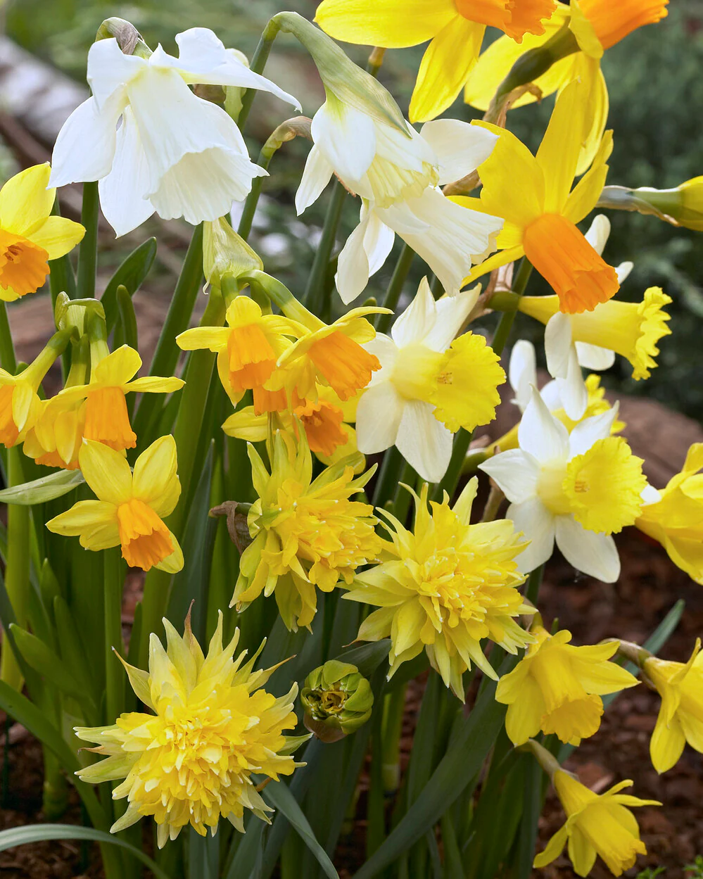 Narcissus 'Rockgarden Mix' - Image 3