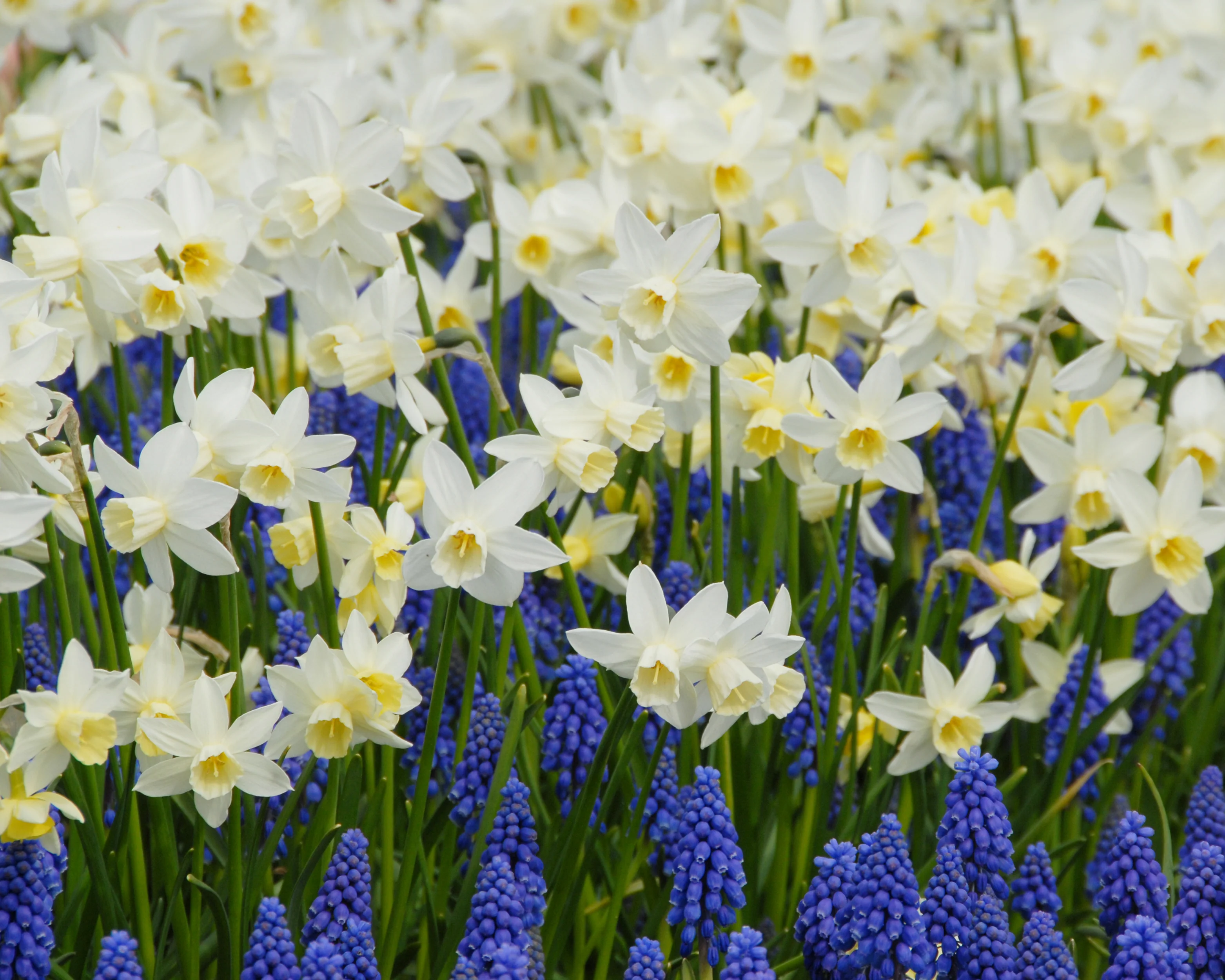 Narcissus 'Sailboat' - Image 2