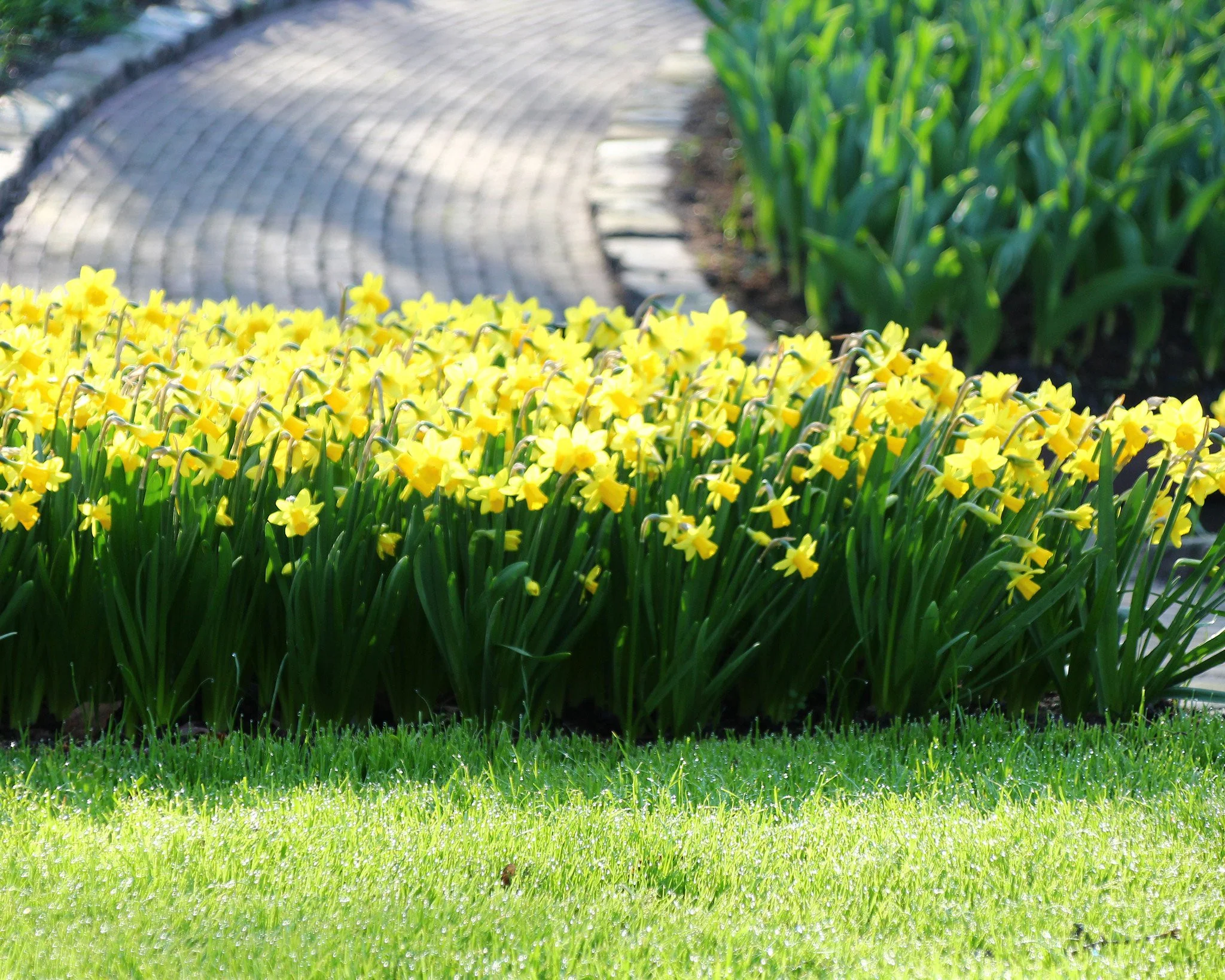 Narcissus 'Tête à Tête' - Image 5
