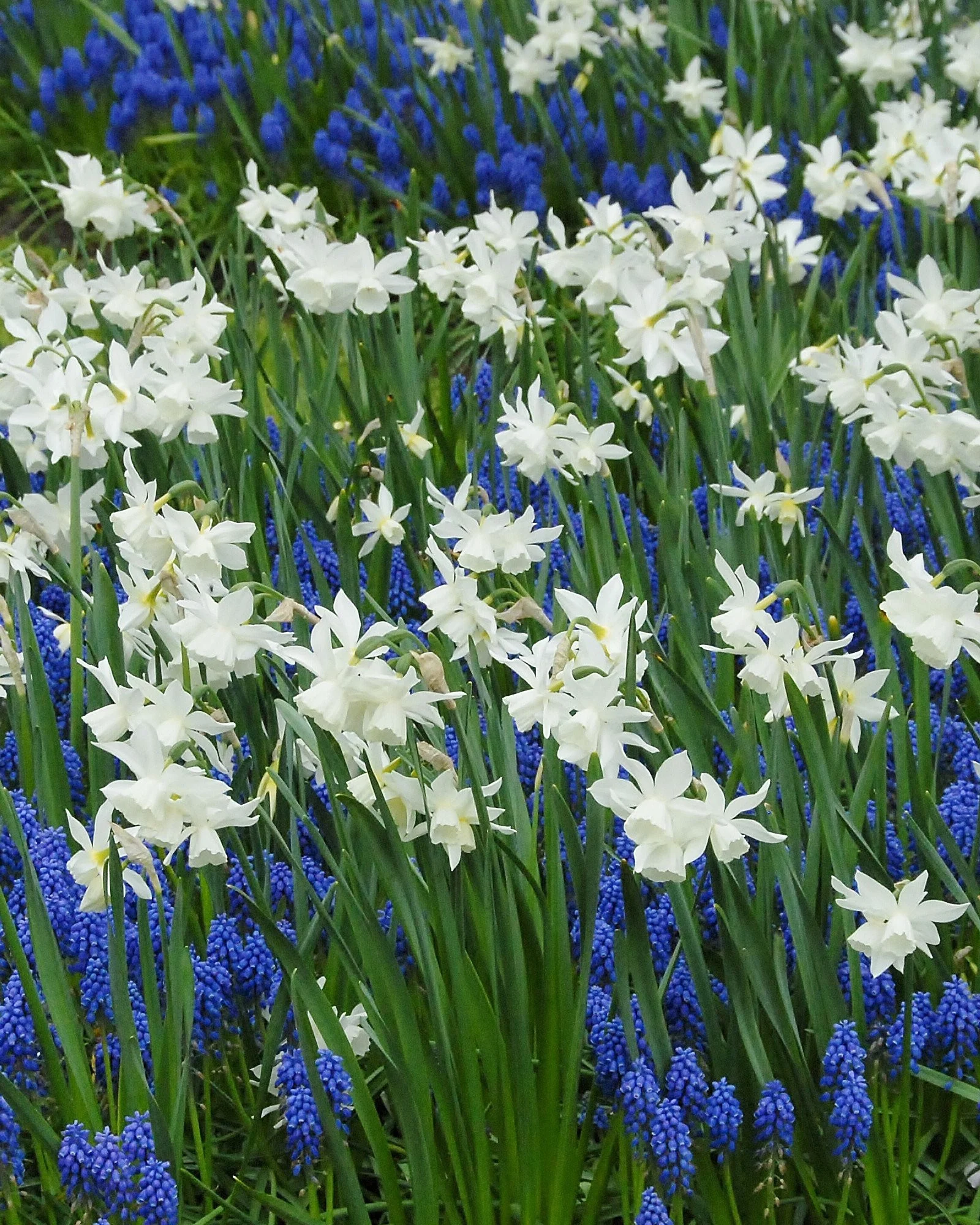 Narcissus 'Thalia' - Image 2