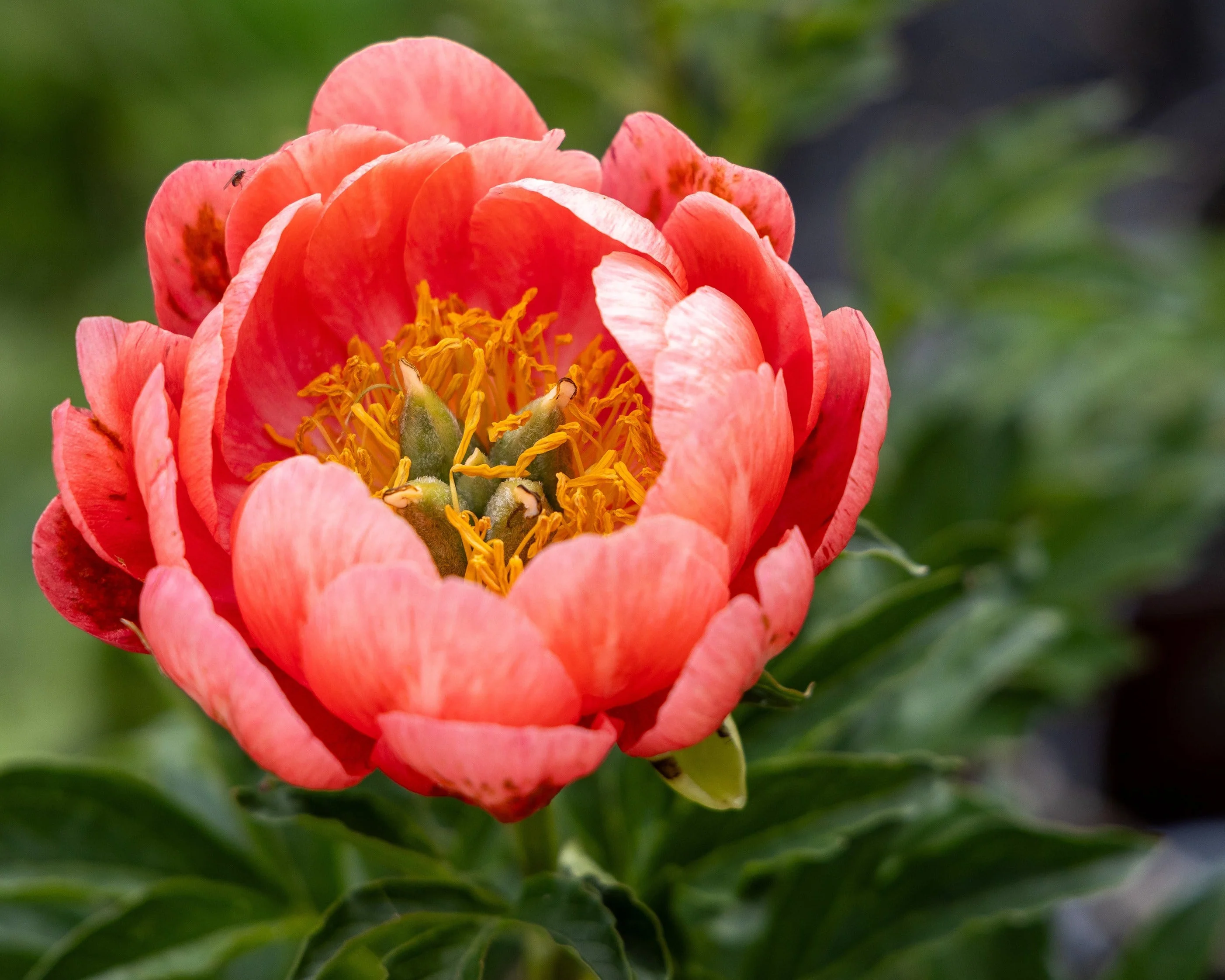 Paeonia 'Coral Magic' - Image 3