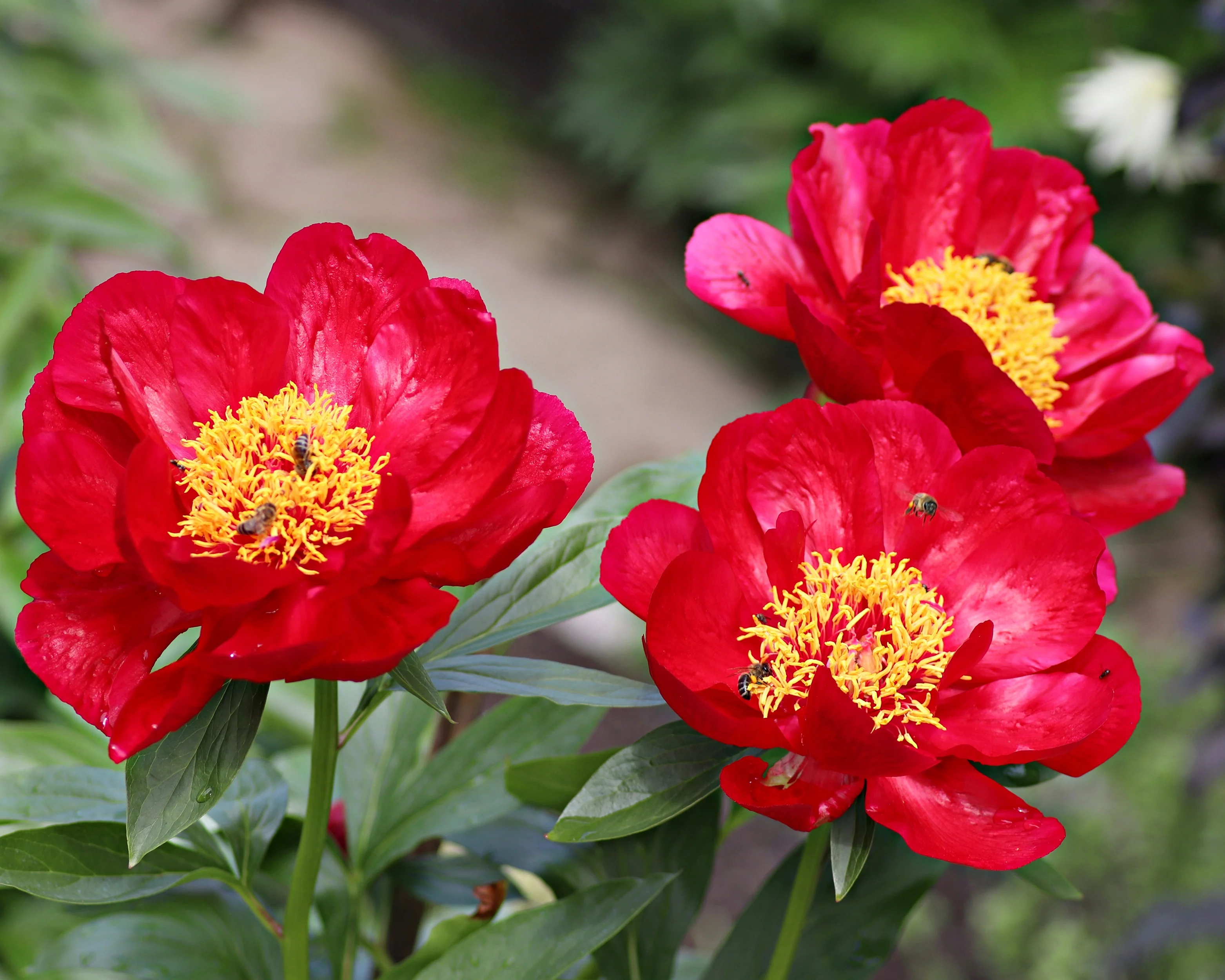 Paeonia 'Coral Magic' - Image 5