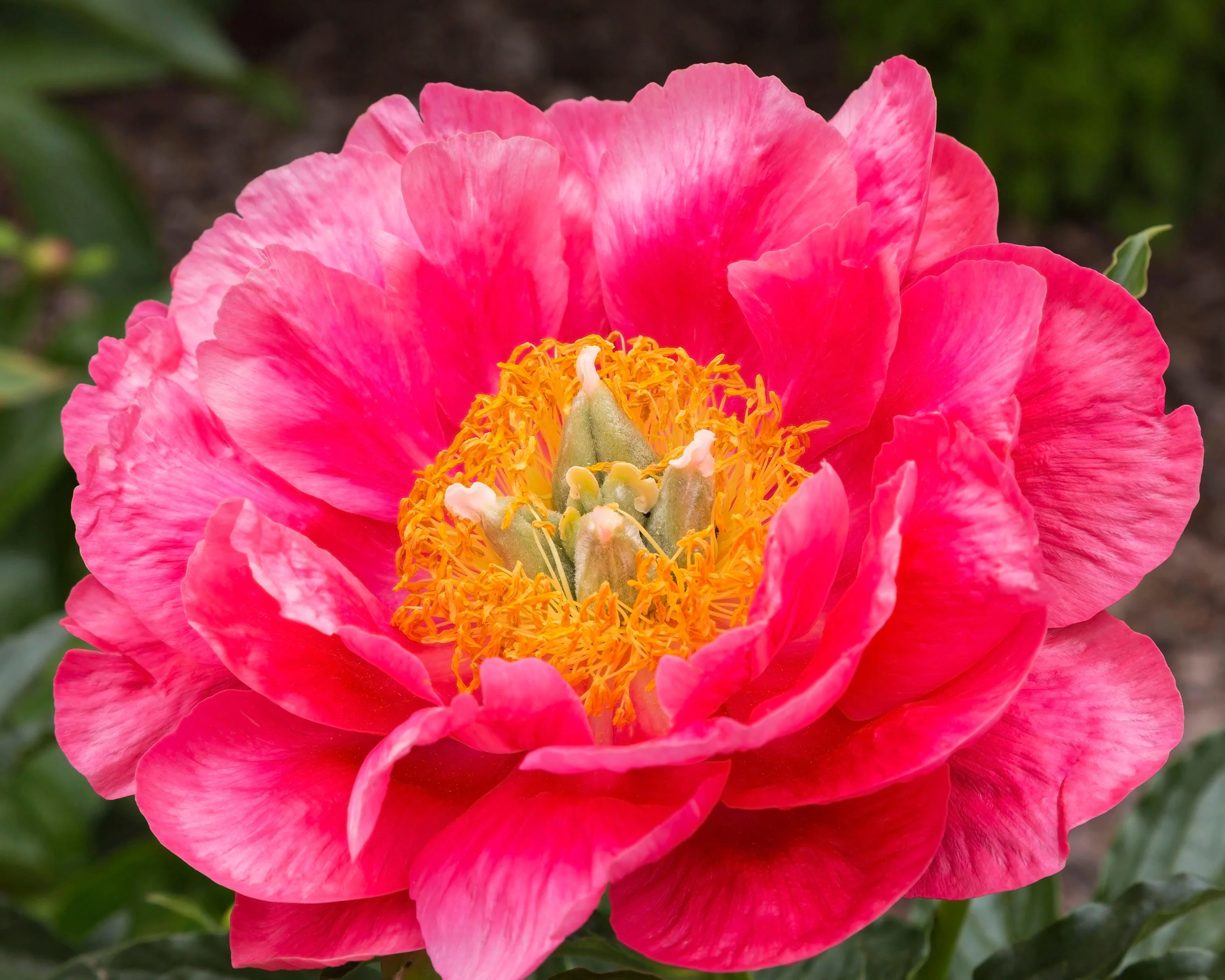 Paeonia 'Coral Magic' - Image 7