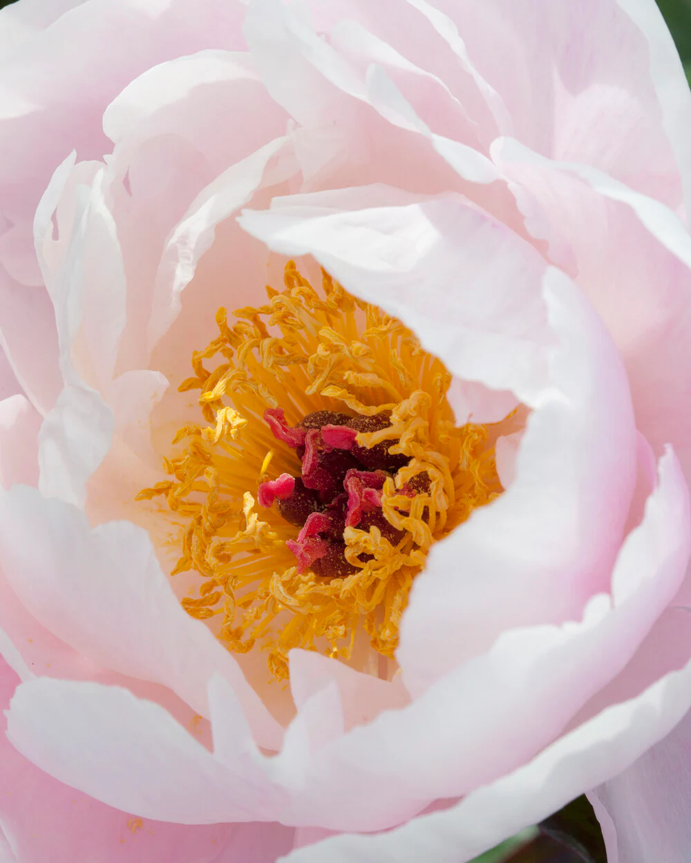 Paeonia 'Couronne d'Or' - Image 2