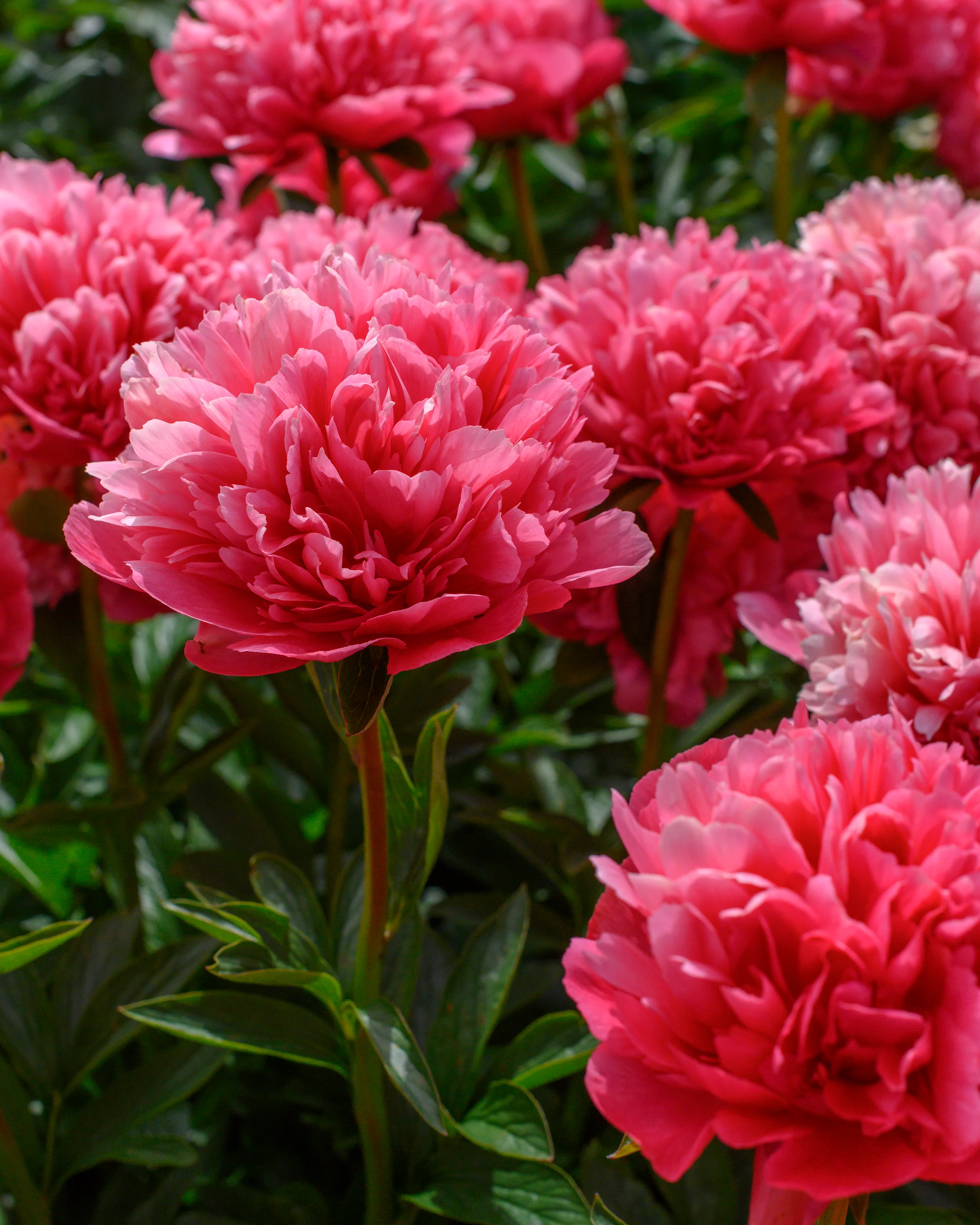 Paeonia 'Lorelei' - Image 8