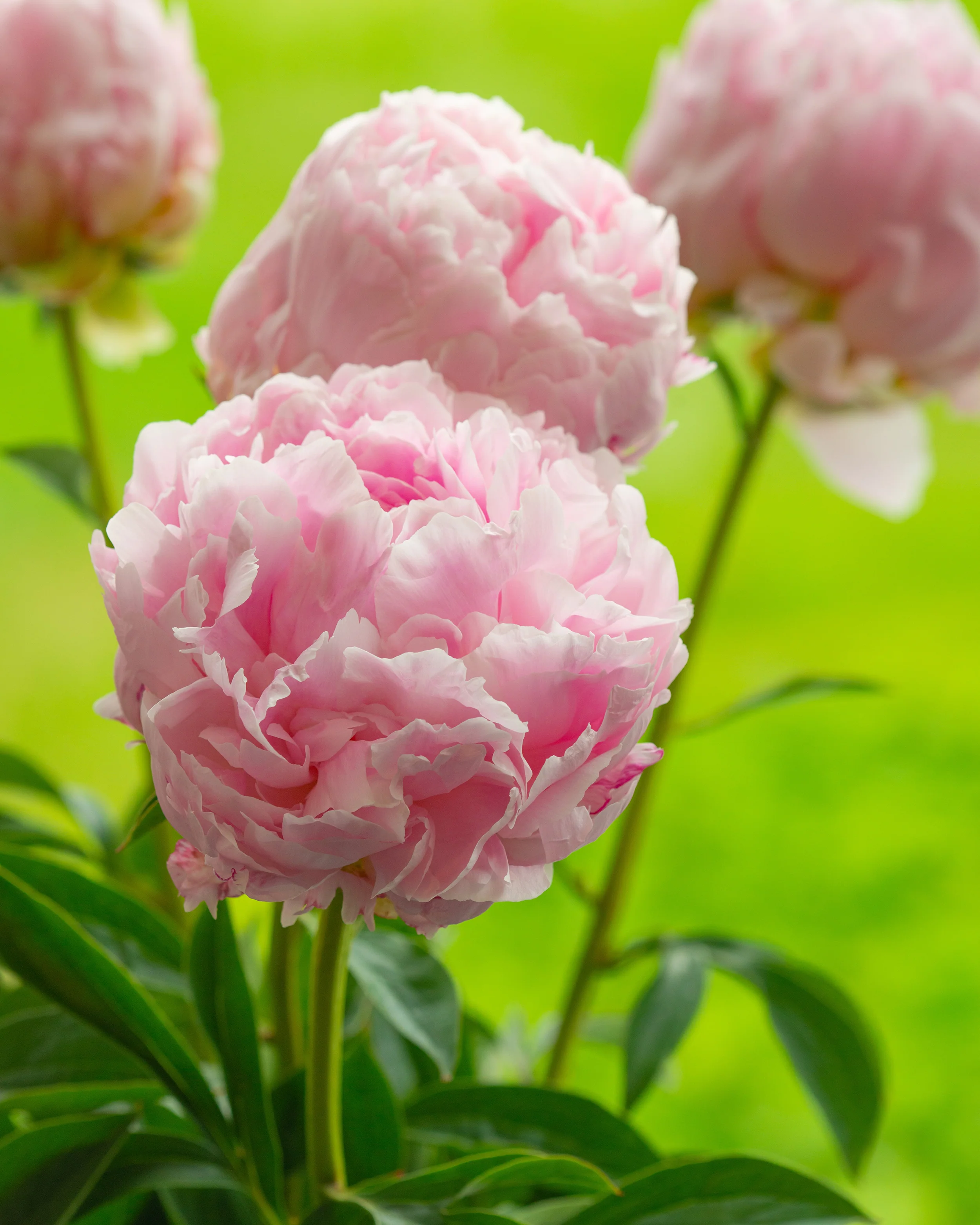 Paeonia 'Pillow Talk' - Image 7