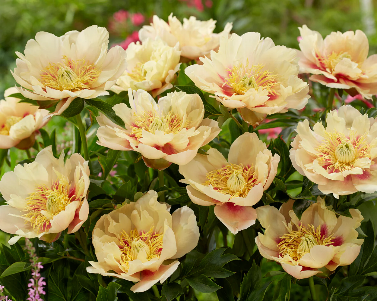 Paeonia 'Prairie Charm' - Image 3