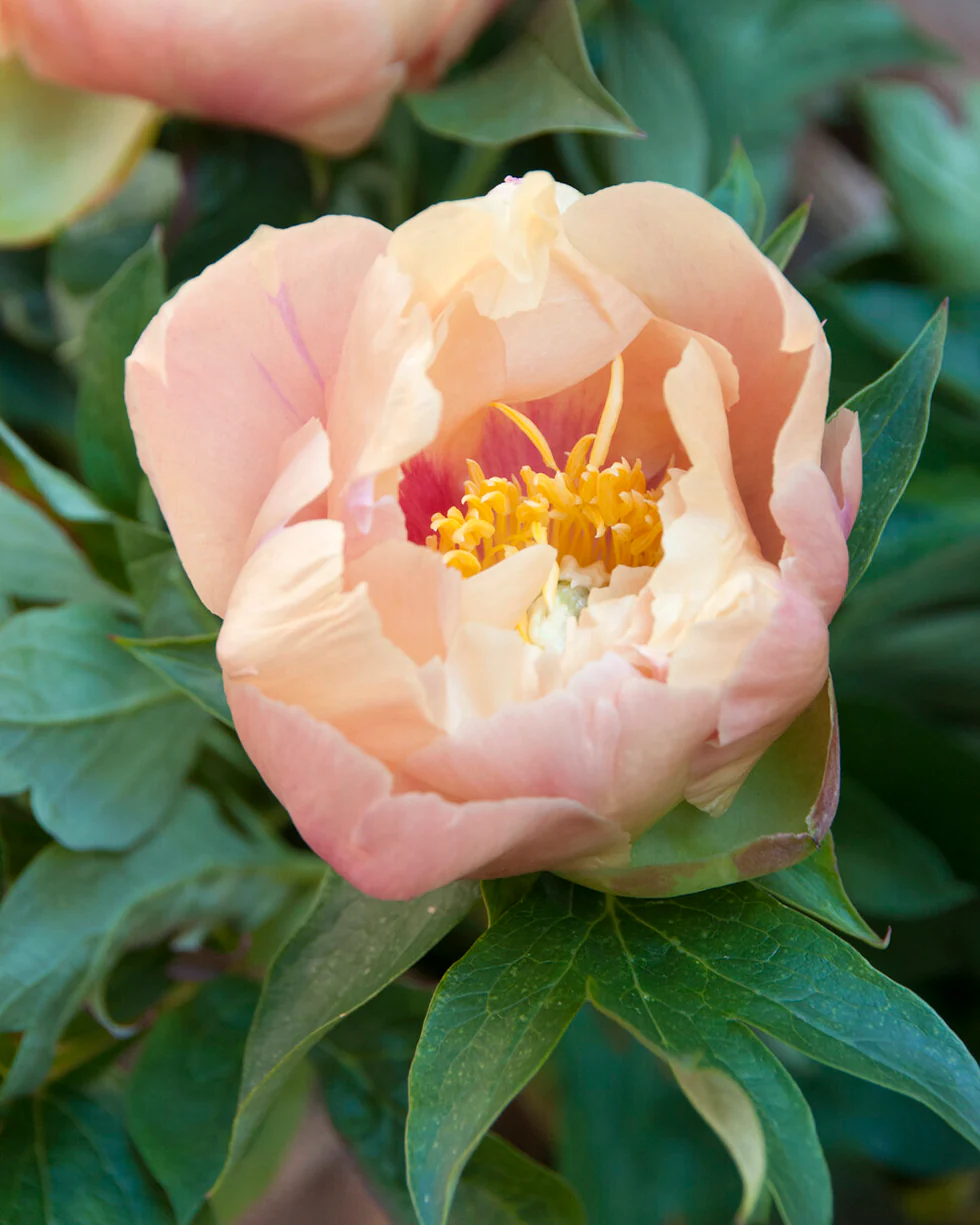 Paeonia 'Prairie Charm' - Image 6