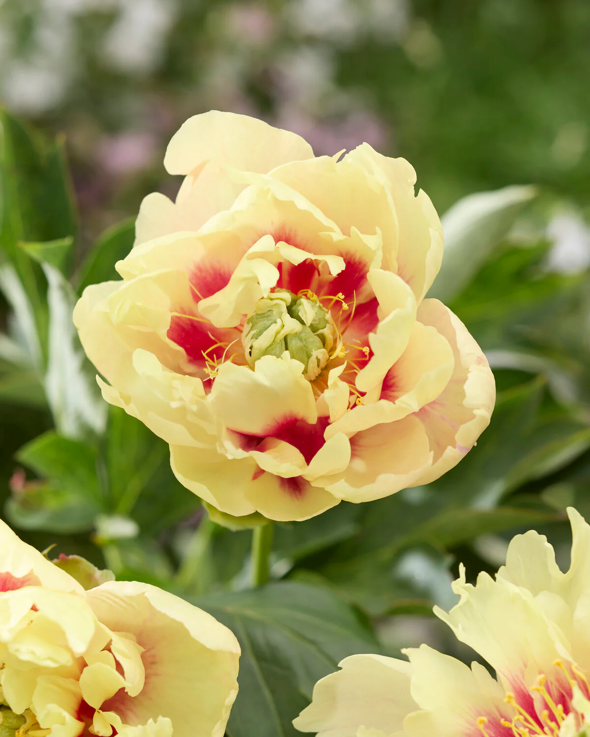 Paeonia 'Prairie Charm' - Image 7