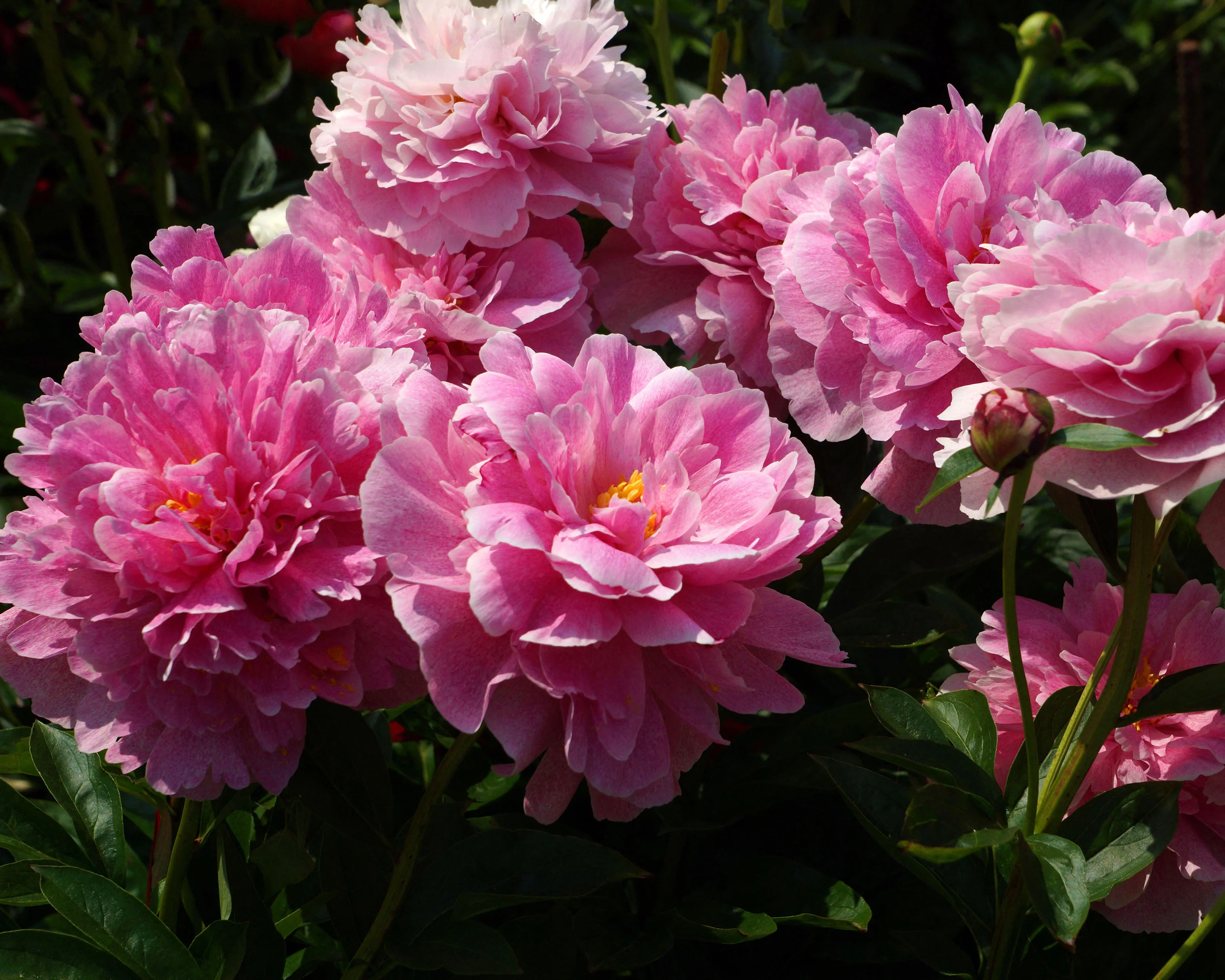 Paeonia 'The Fawn' - Image 4