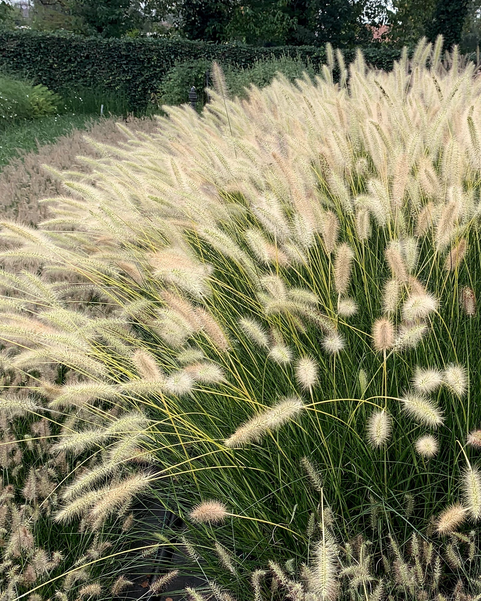 Pennisetum 'Neon Lights' - Image 4