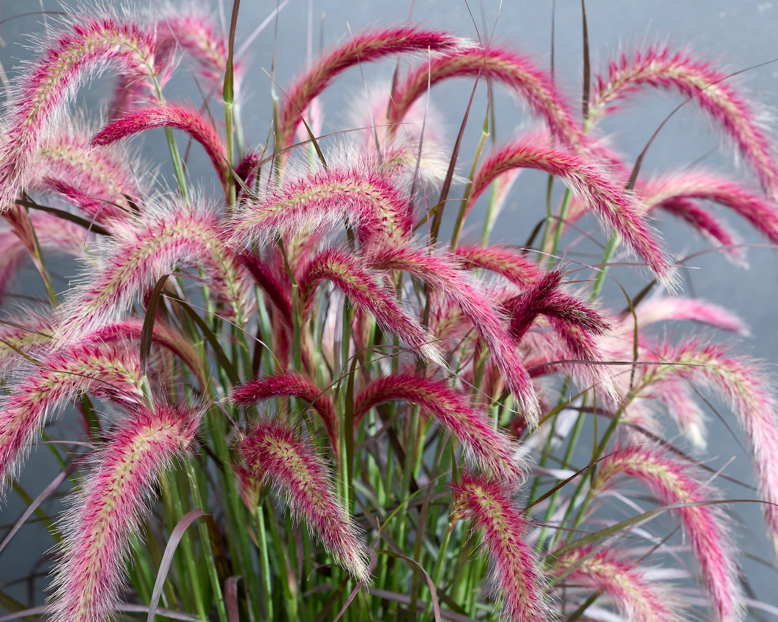 Pennisetum 'Tiny Tails' - Image 5