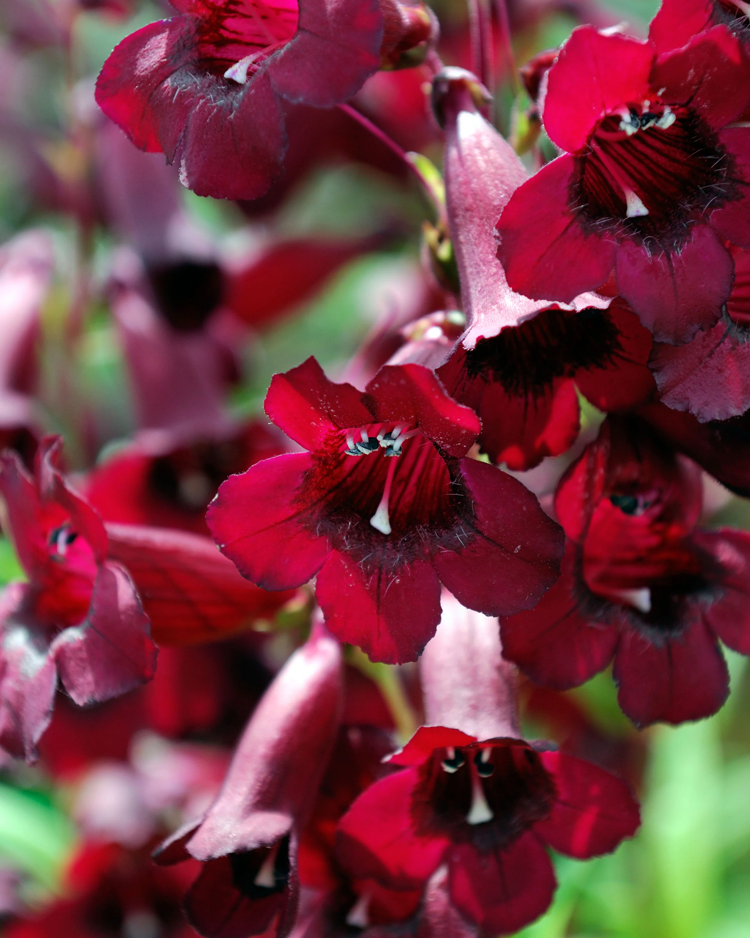 Penstemon 'Rich Ruby' - Image 6