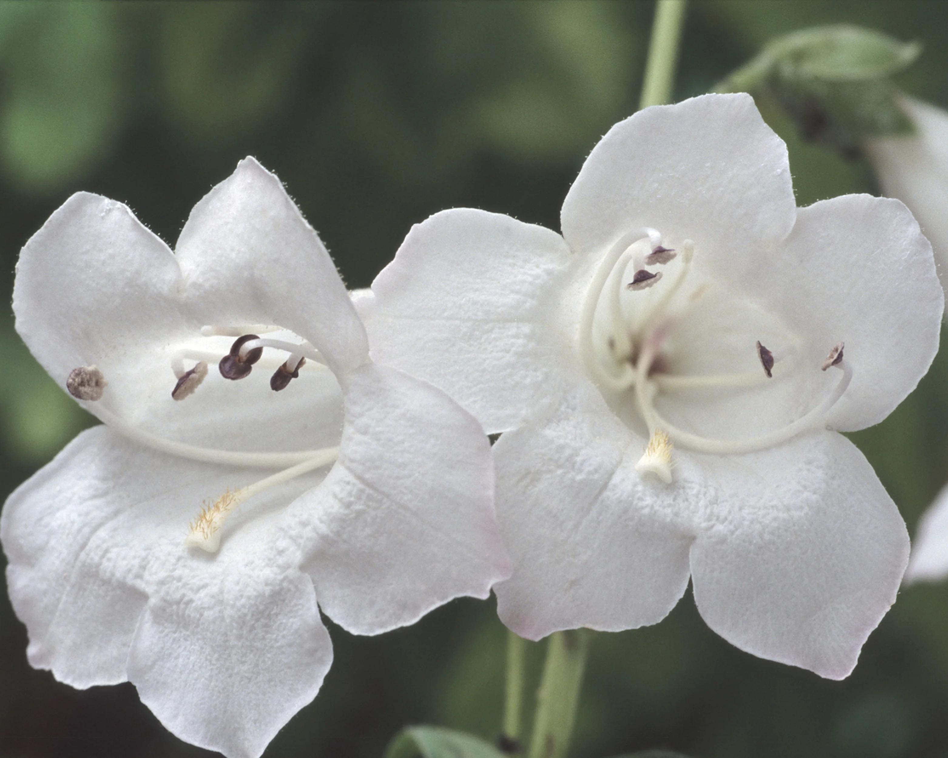 Penstemon 'White Bedder' - Image 4