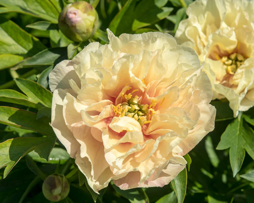 Paeonia 'Canary Brilliants' - Image 2