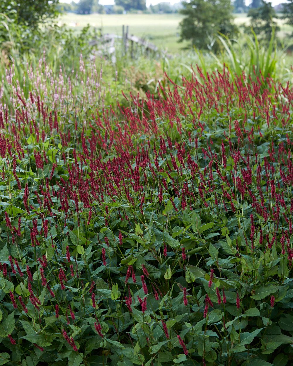 Persicaria 'Blackfield' - Image 4