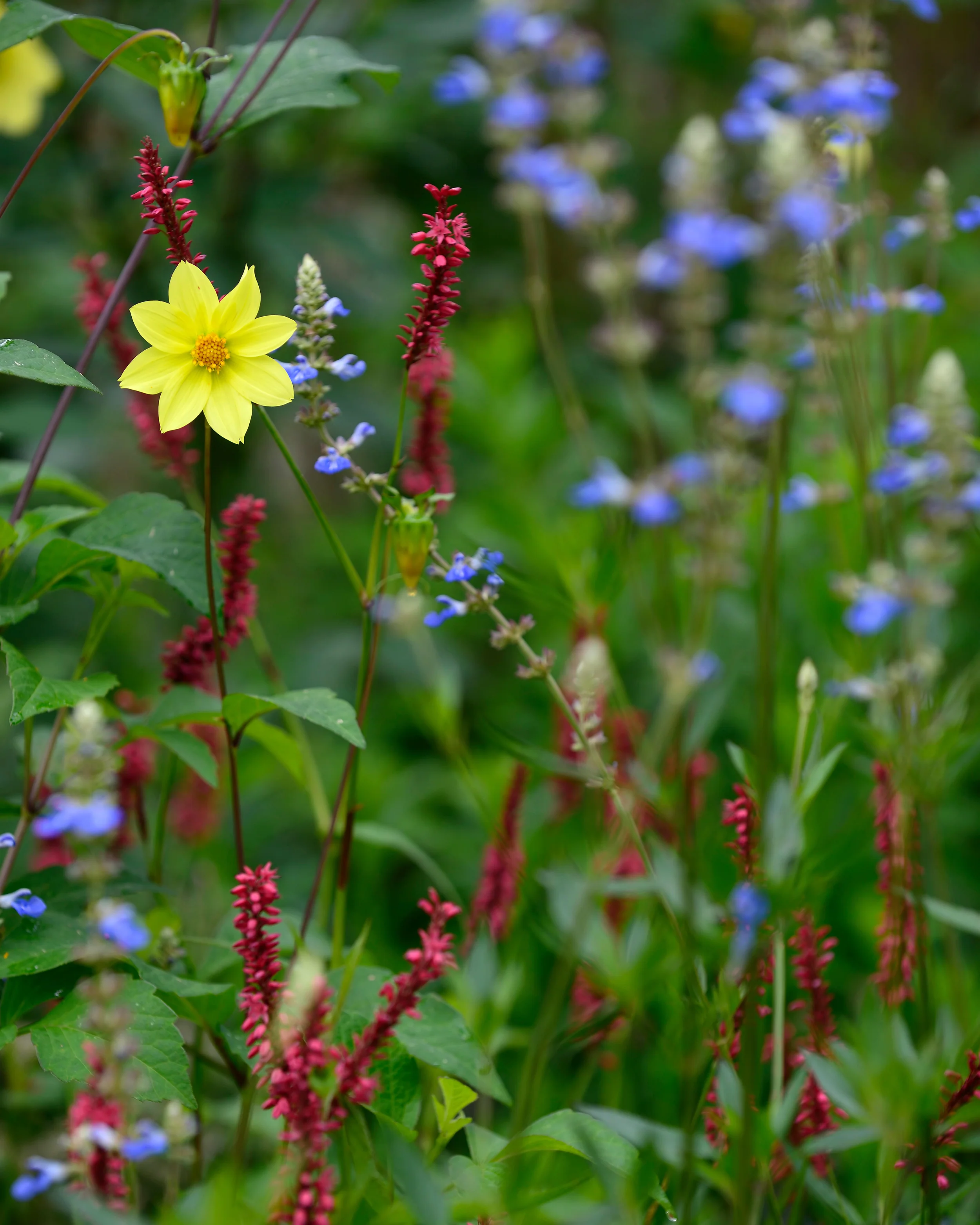 Persicaria 'Blackfield' - Image 5