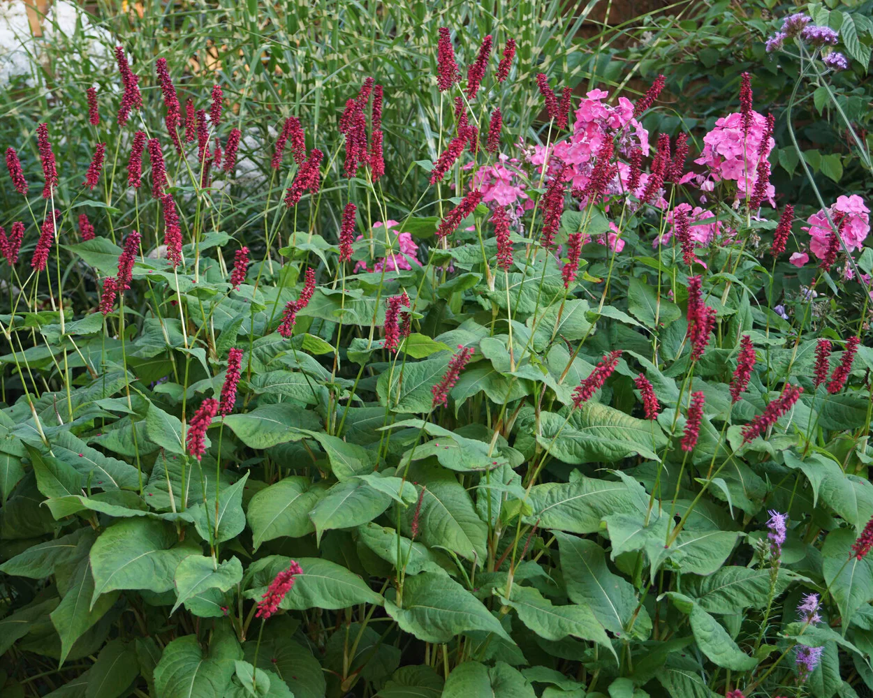 Persicaria 'Blackfield' - Image 6